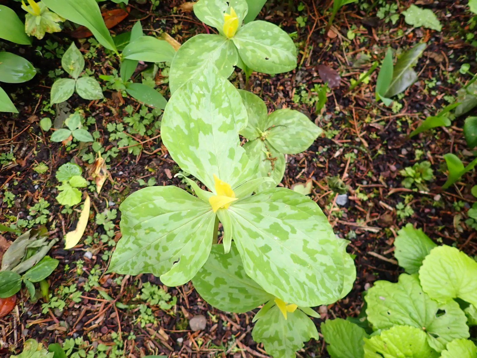 Yellow Wakerobin Trillium (Trillium Luteum) — yellow flowers in the garden