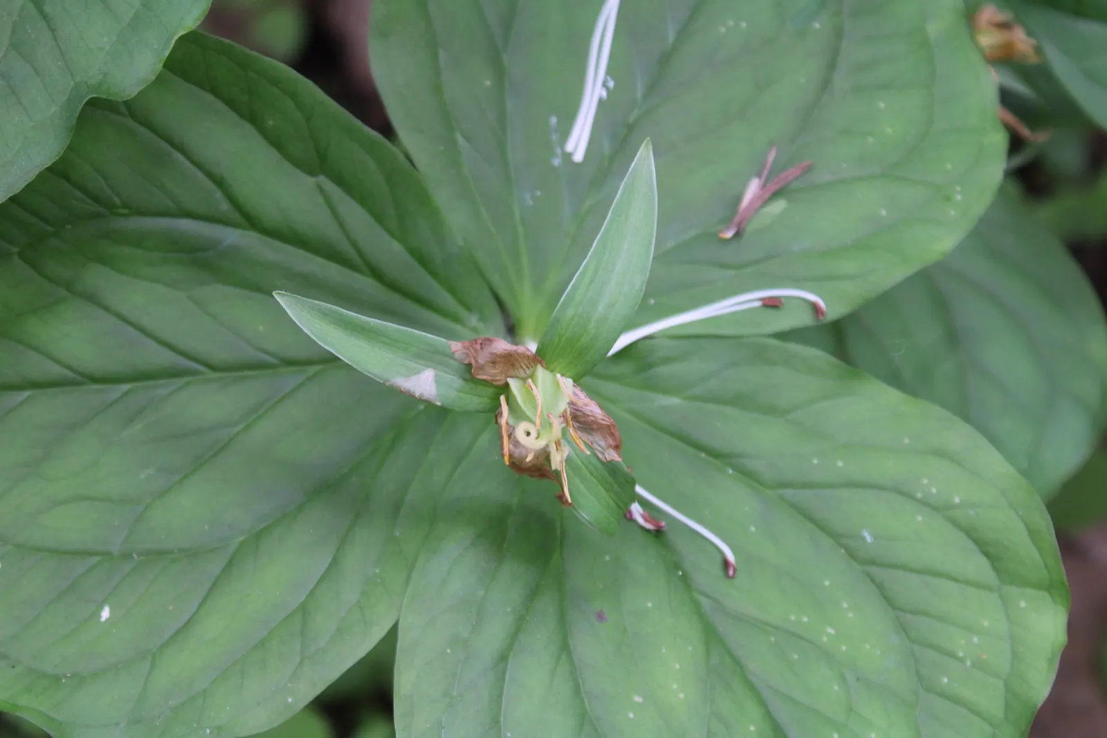 Yellow Wakerobin Trillium (Trillium Luteum) — is a captivating perennial that offers striking foliage and unique blooms to your garden