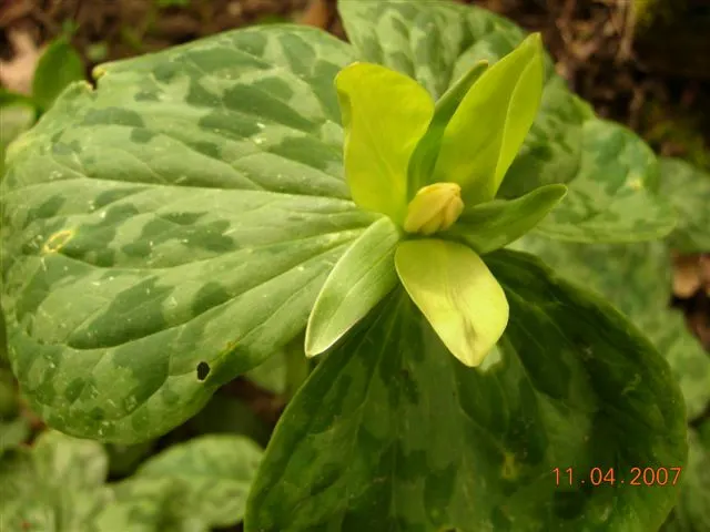 Yellow Wakerobin Trillium (Trillium Luteum) — The plant also multiplies over time, offering a delightful, expanding display year after year