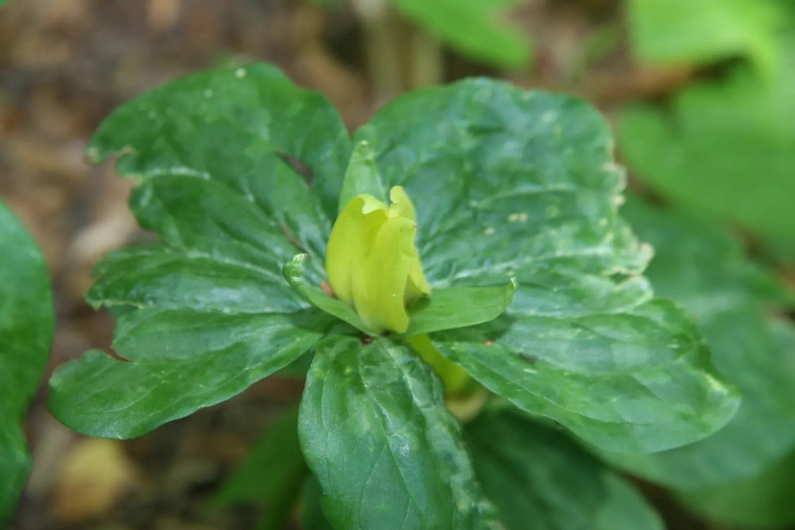 Yellow Wakerobin Trillium (Trillium Luteum) — slightly acidic to neutral soil that is rich in organic matter