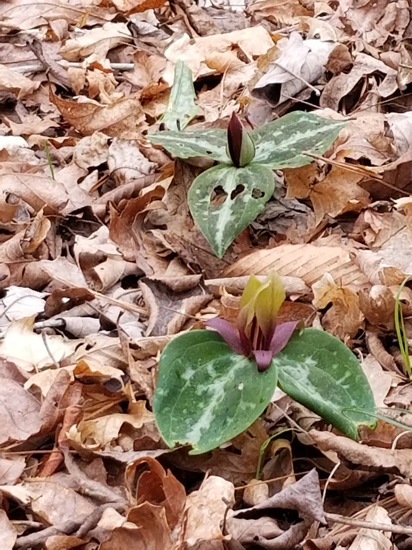 Yellow Wakerobin Trillium (Trillium Luteum) — Blooming in early spring, it‚Äôs a charming addition to shade gardens