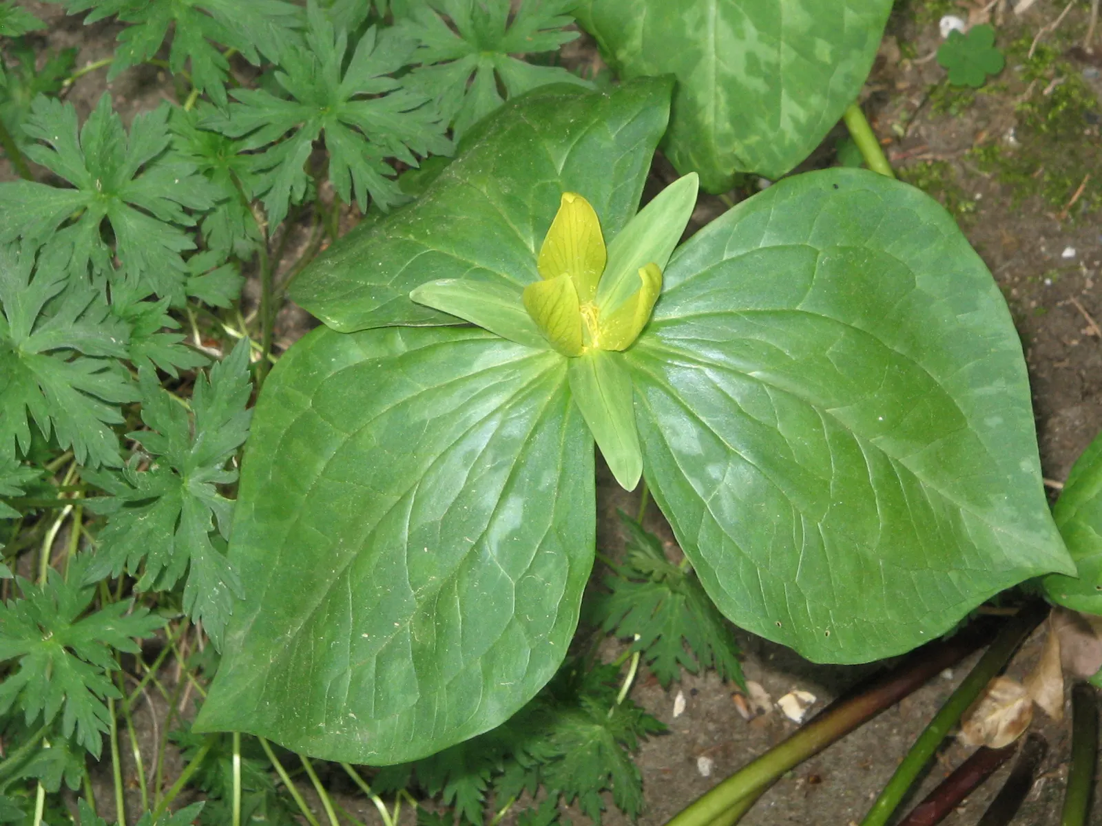 Yellow Wakerobin Trillium (Trillium Luteum) — is a perennial woodland wildflower notable for its mottled green foliage and striking yellow bloom; blooming in