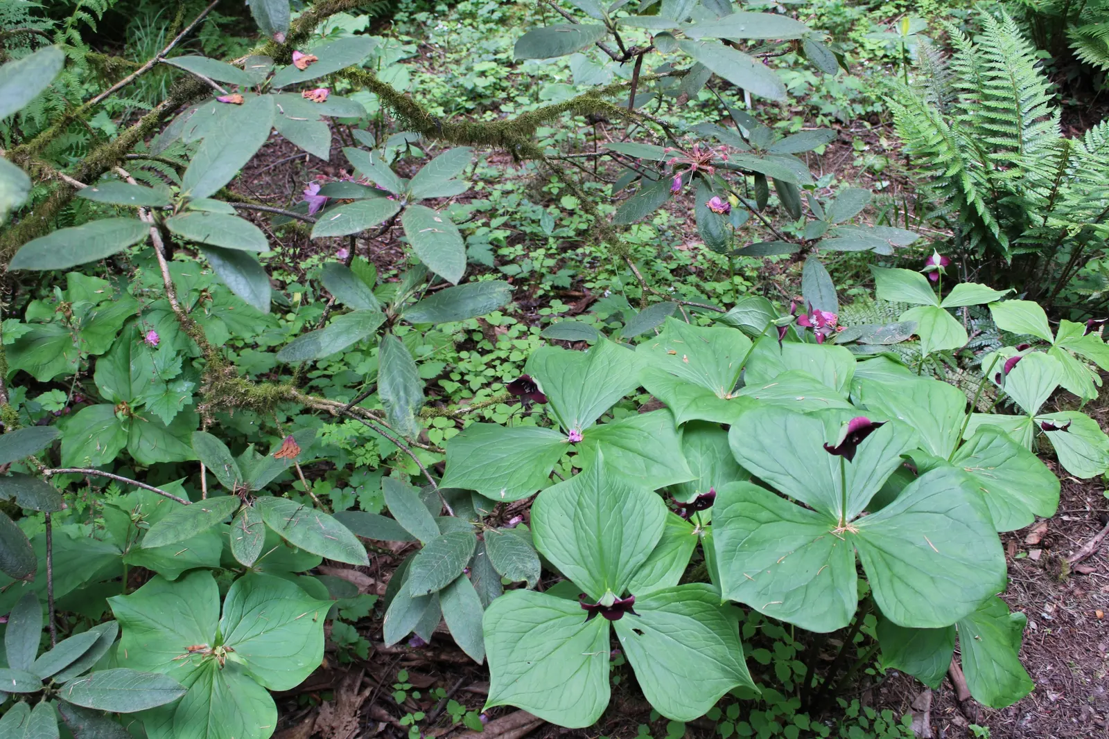 Yellow Wakerobin Trillium (Trillium Luteum) — Hardy in Zones 5-8, it spreads slowly, creating an enchanting, naturalized look