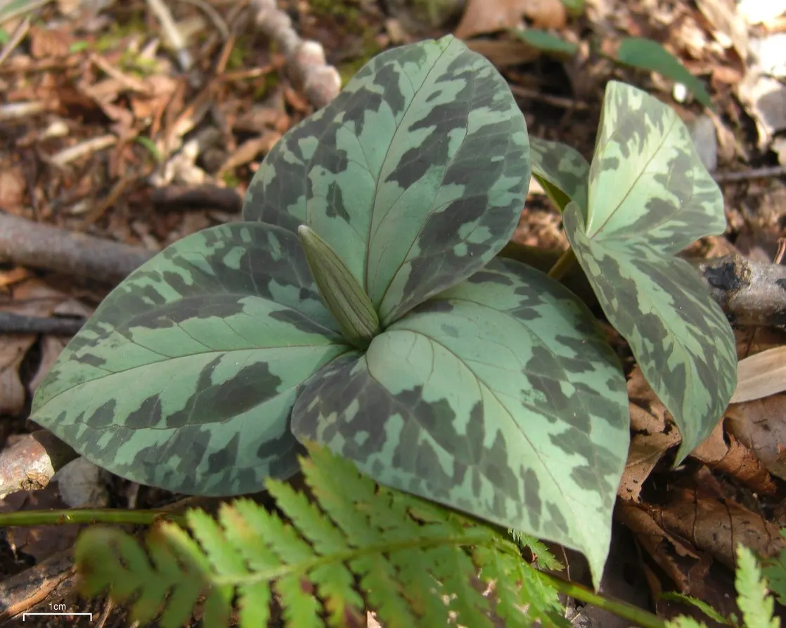 Yellow Wakerobin Trillium (Trillium Luteum) — Thriving in partial to full shade, it prefers well-drained, rich soils; adding to its desirability