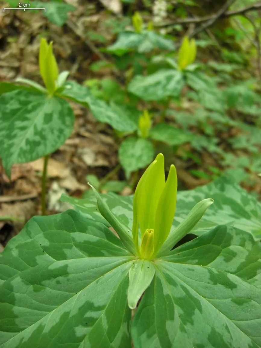Yellow Wakerobin Trillium (Trillium Luteum) — Thriving in partial to full shade, it prefers well-drained, rich soils