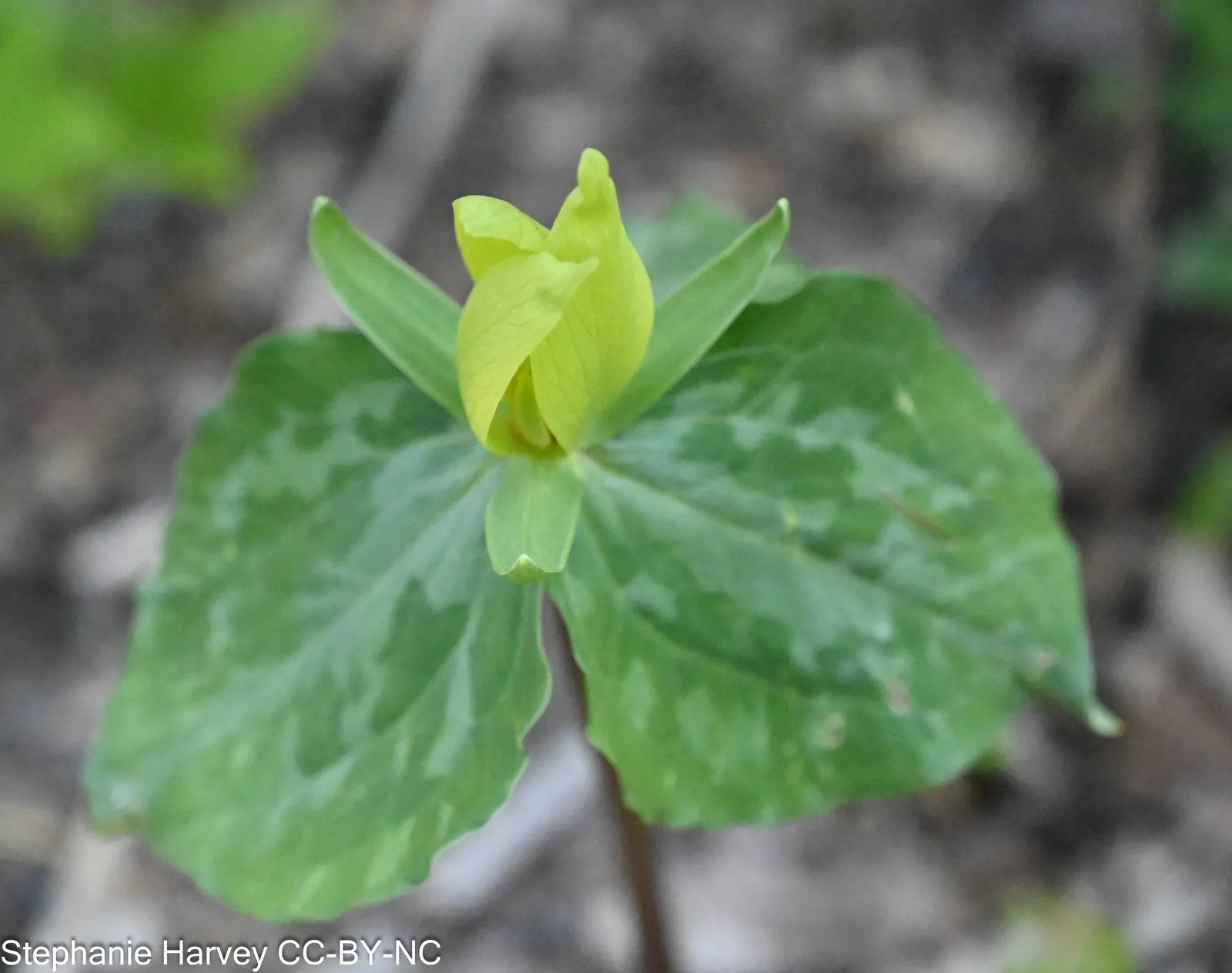 Yellow Wakerobin Trillium (Trillium Luteum) — distinguished by its three-petal arrangement