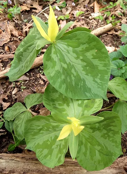 Yellow Wakerobin Trillium (Trillium Luteum) — Measuring up to 16 inches in height, its solitary flower emits a lemony scent; slightly acidic to neutral soil