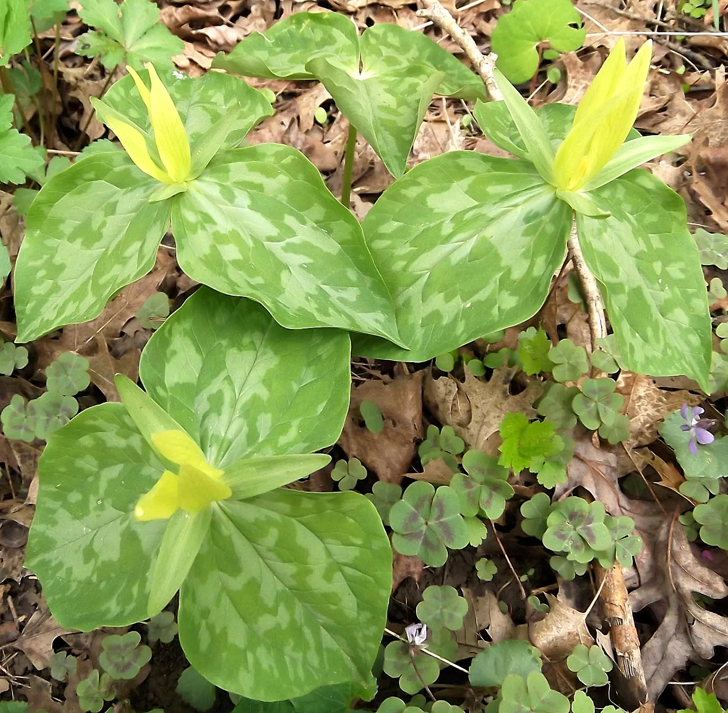 Yellow Wakerobin Trillium (Trillium Luteum) — bulb / perennial for half or shade