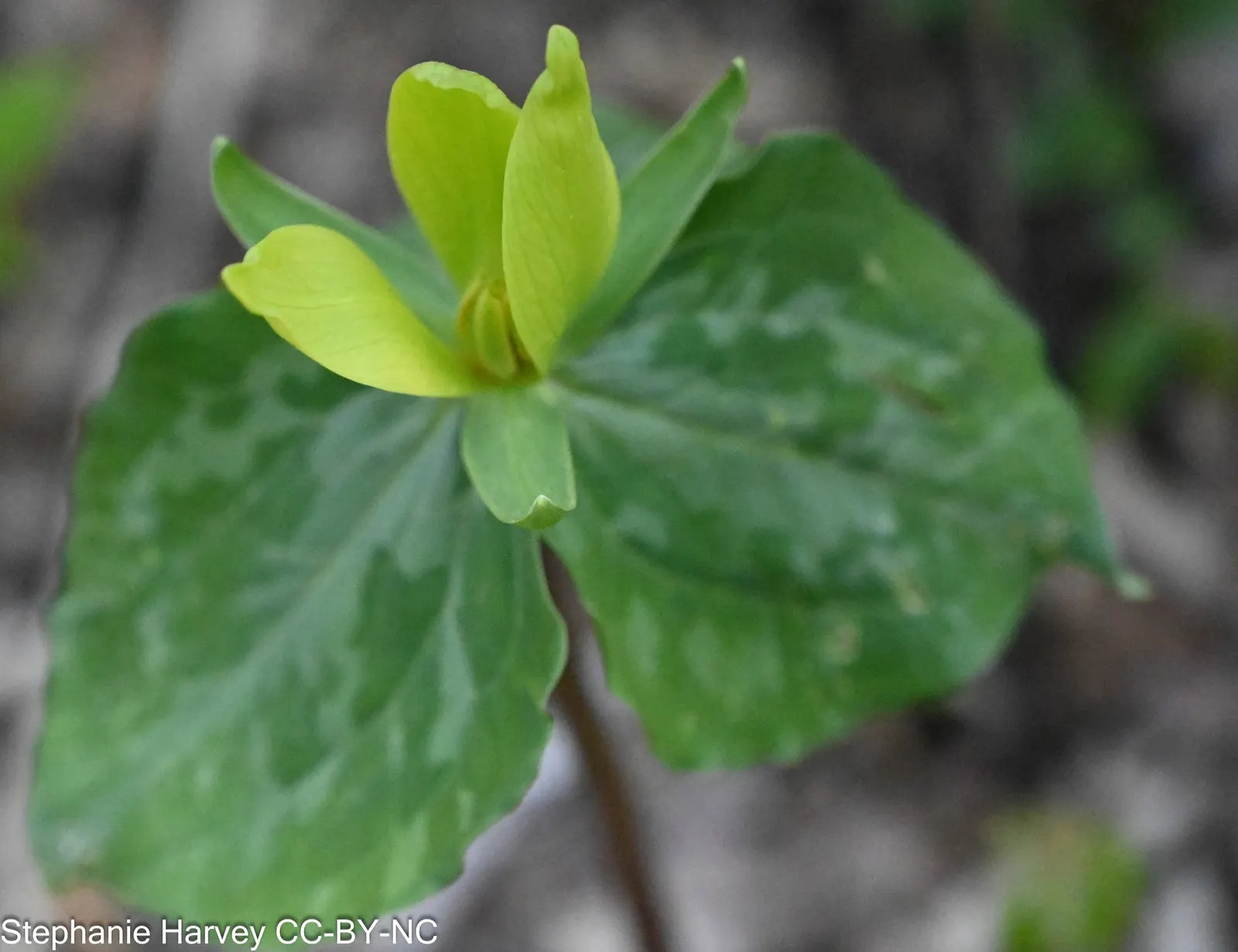 Yellow Wakerobin Trillium (Trillium Luteum) — For optimal results, plant the rhizomes at a depth of about 3 inches, spaced around 12 inches apart