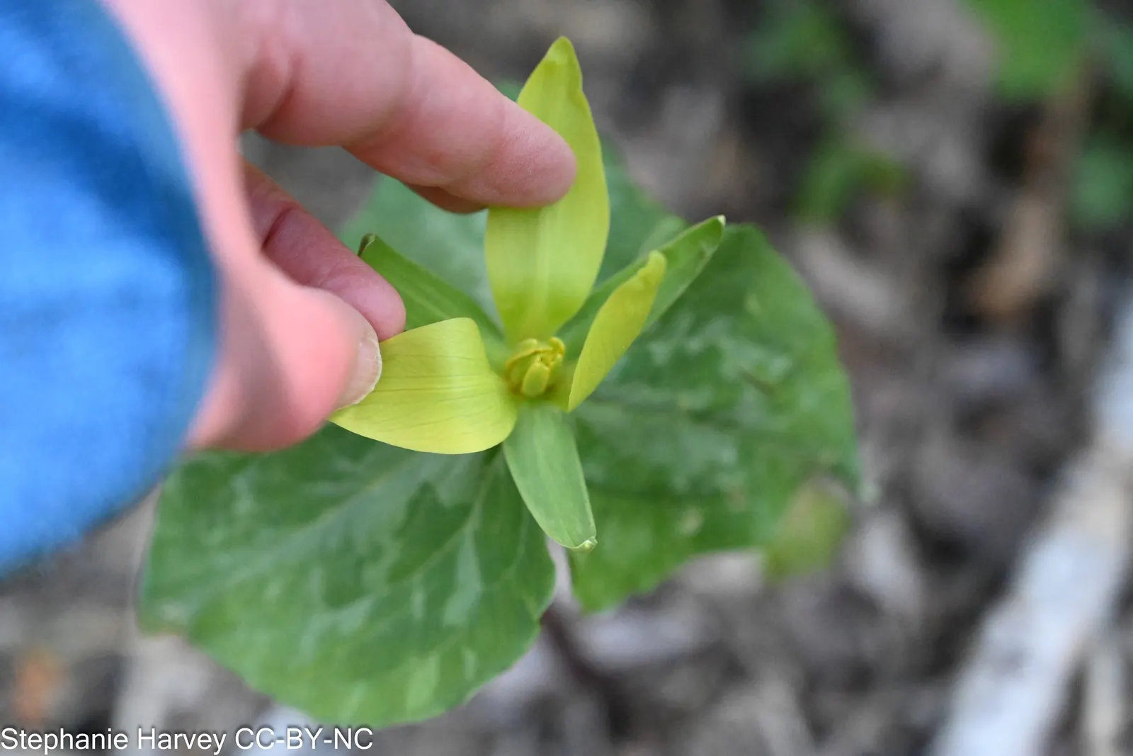 Yellow Wakerobin Trillium (Trillium Luteum) — but it does require constant moisture during the growing season
