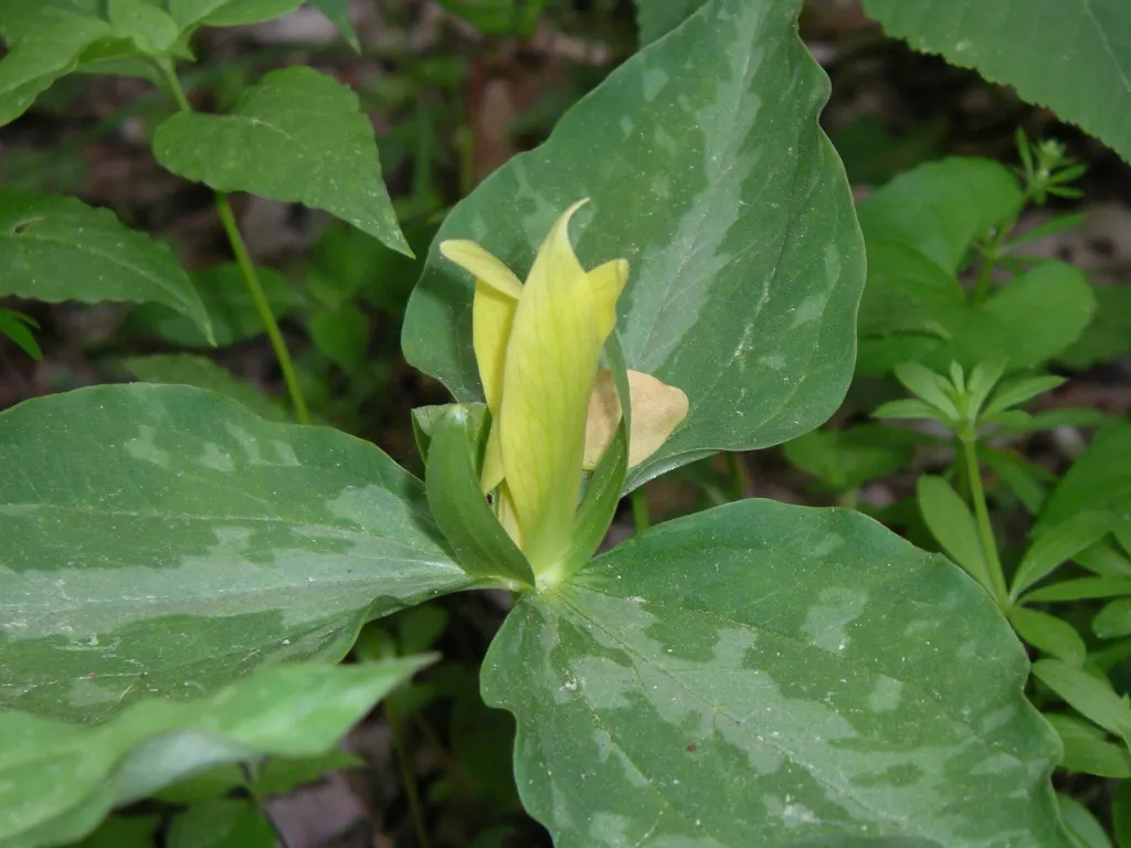 Yellow Wakerobin Trillium (Trillium Luteum) — emphasize that the Yellow Wakerobin is deer-resistant