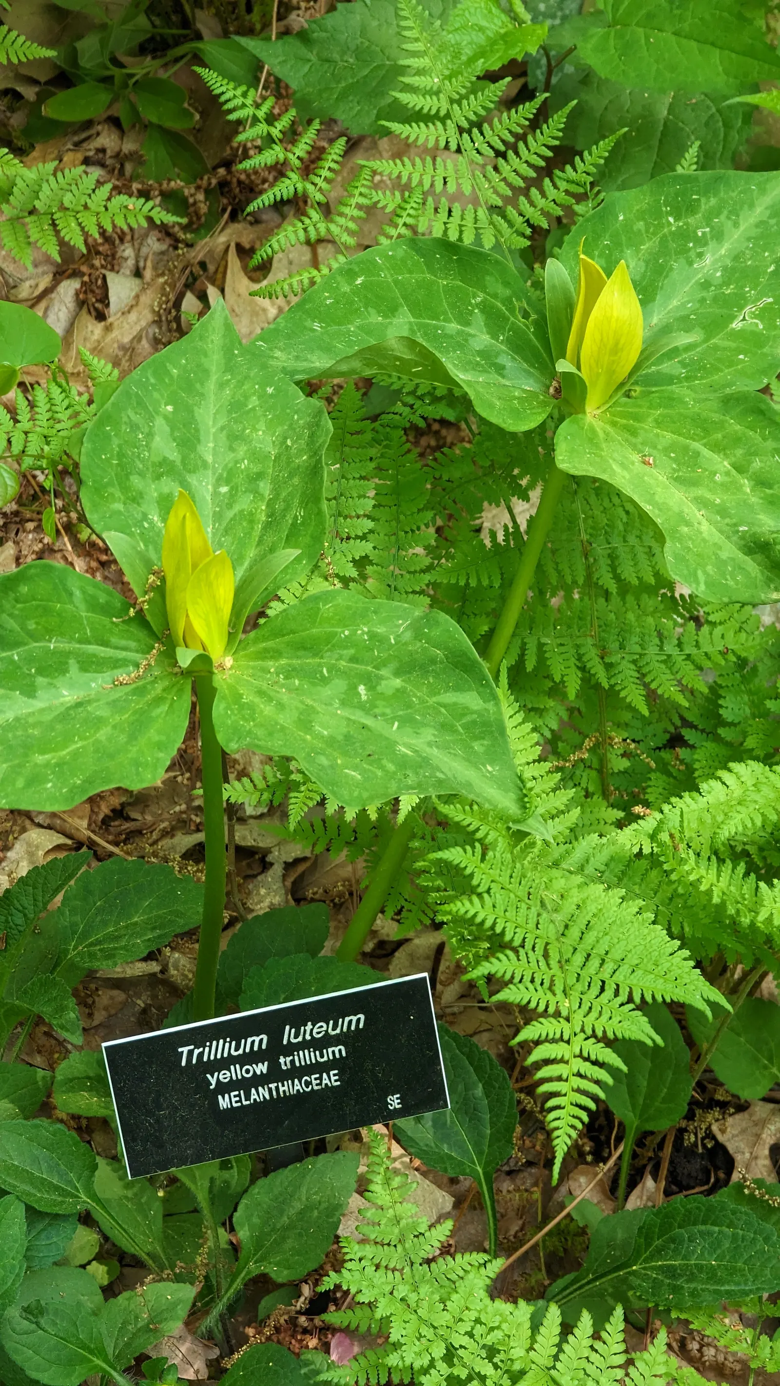 Yellow Wakerobin Trillium (Trillium Luteum) — adding to its desirability