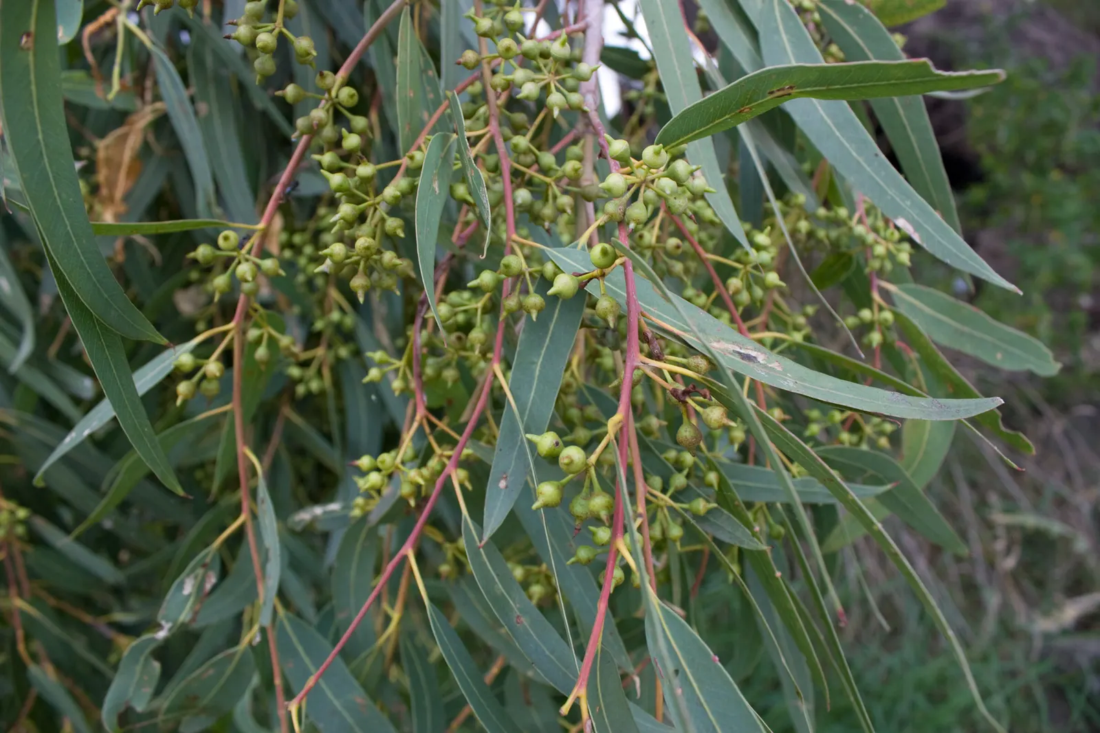 Red Gum (Eucalyptus Camaldulensis) — exhibiting a classic eucalyptus blue-green hue; adaptable to various soils, it thrives in full sun and provides excellent