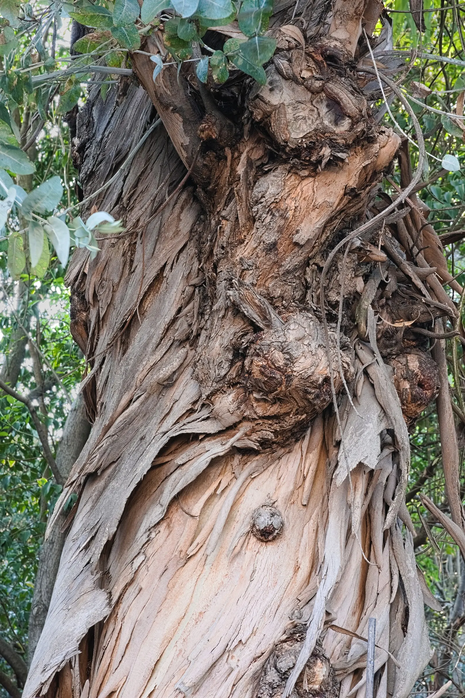 Red Gum (Eucalyptus Camaldulensis) — Adaptable to various soils, it thrives in full sun and provides excellent shade, image 88