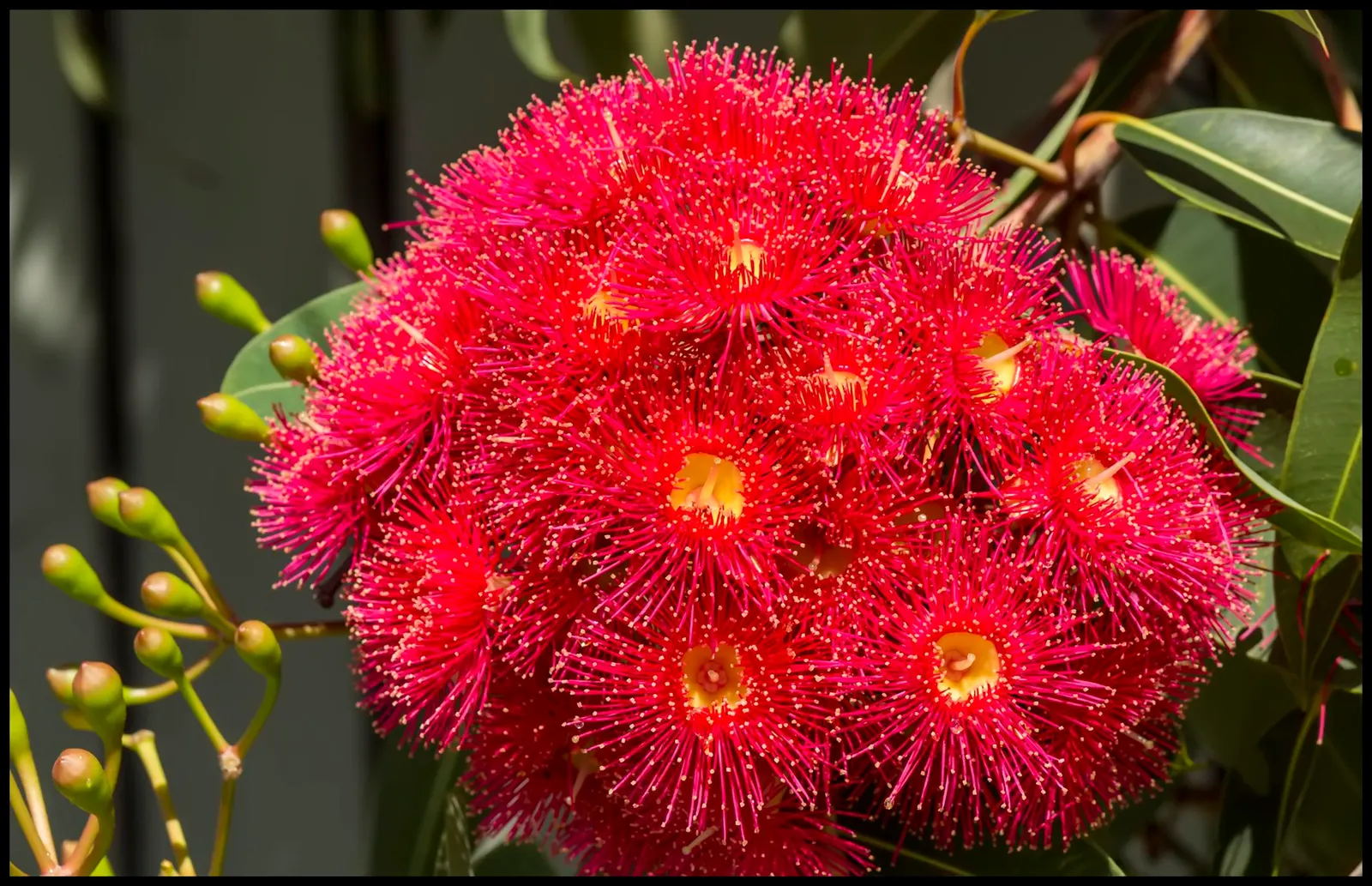 Red Gum (Eucalyptus Camaldulensis) — Growing to heights of 100-140 feet; adaptable to various soils, it thrives in full sun and provides excellent shade