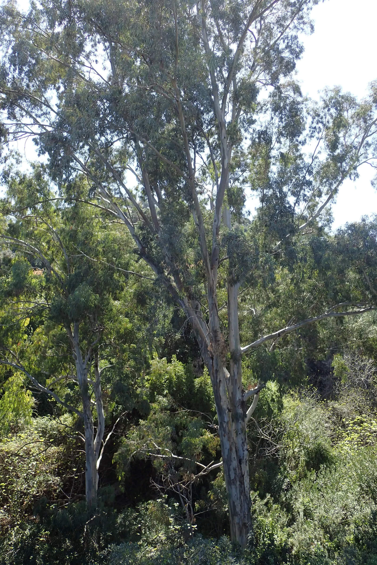 Red Gum (Eucalyptus Camaldulensis) — reaching up to 180 feet tall; with a canopy spread of up to 80 feet, image 65