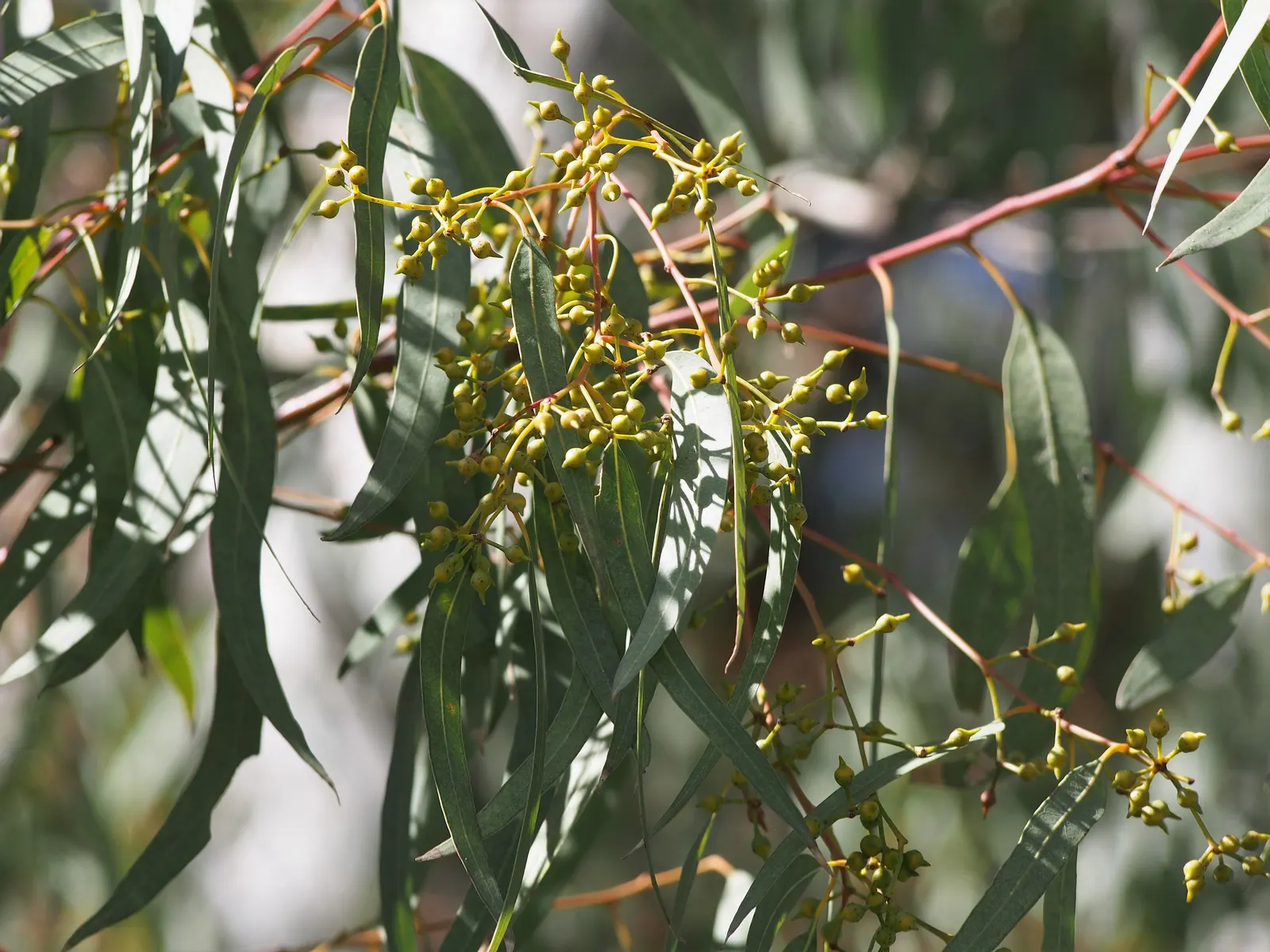 Red Gum (Eucalyptus Camaldulensis) — Growing to heights of 100-140 feet; adaptable to various soils, it thrives in full sun and provides excellent, image 73