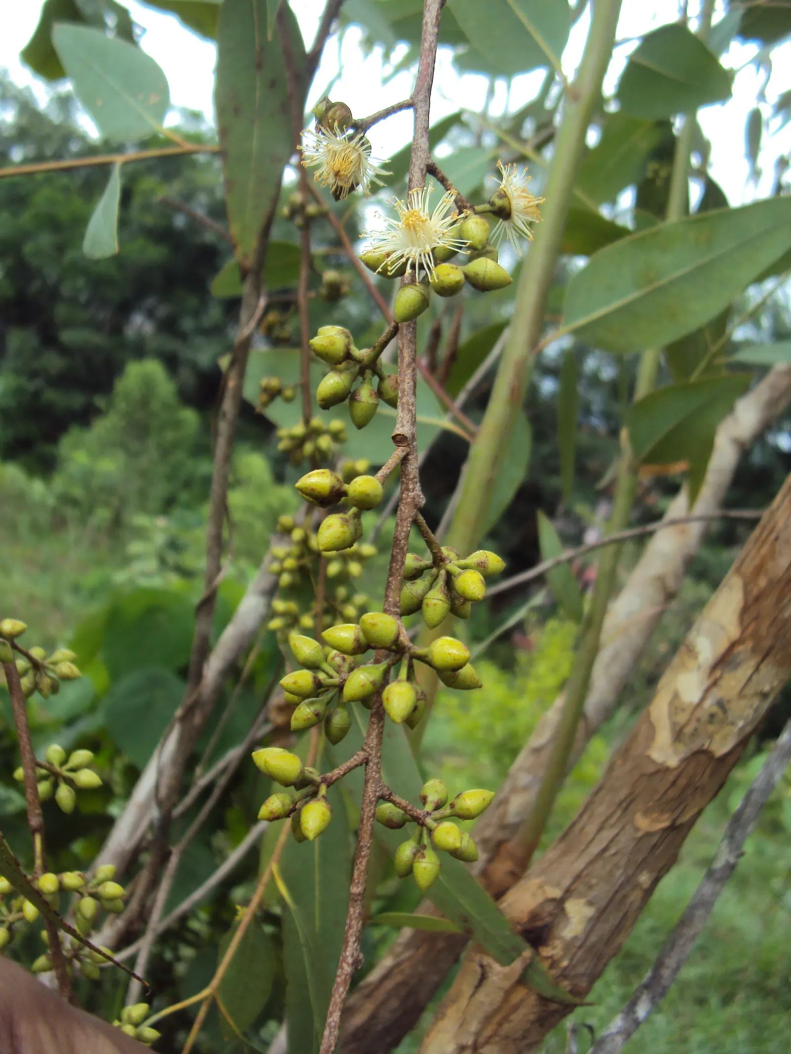 Red Gum (Eucalyptus Camaldulensis) — thus encouraging biodiversity within the garden.<br><br>For designers; adaptable to various soils, it thrives, image 82