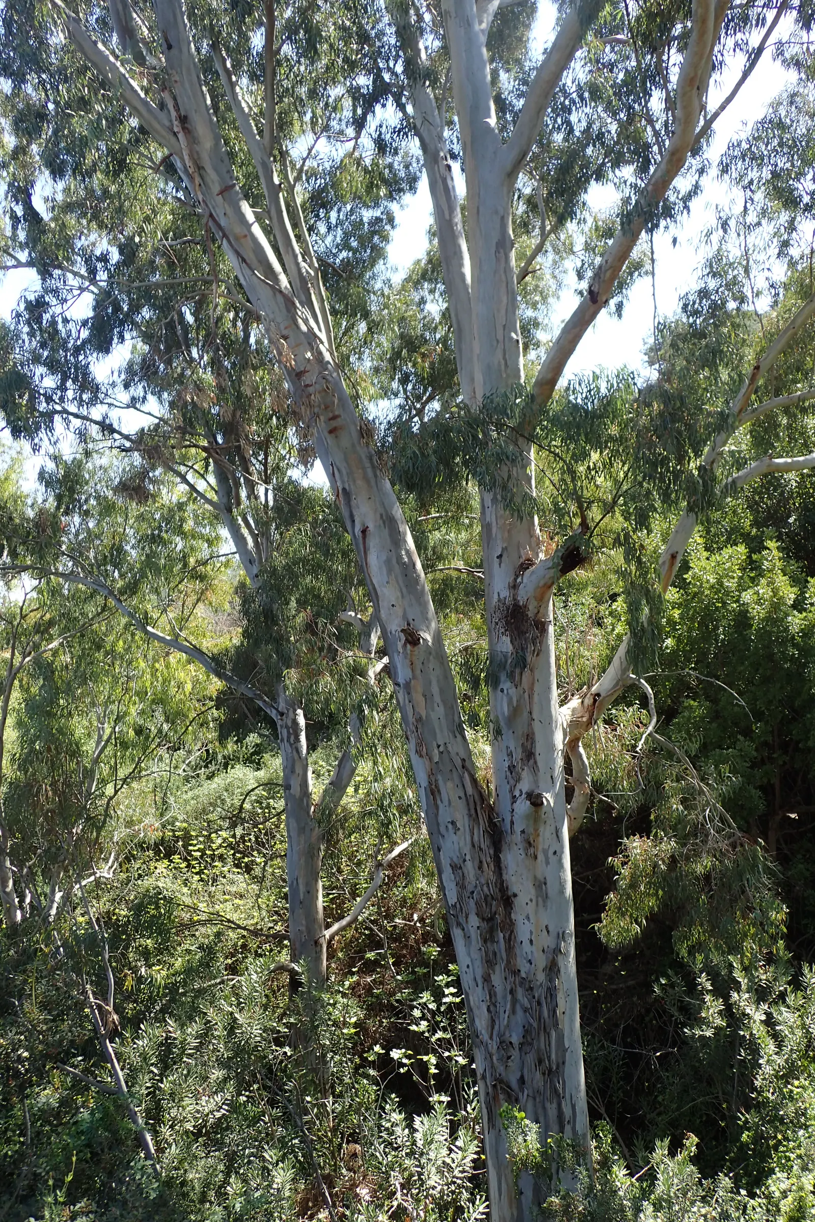 Red Gum (Eucalyptus Camaldulensis) — offering a nectar-rich resource for local fauna, image 60