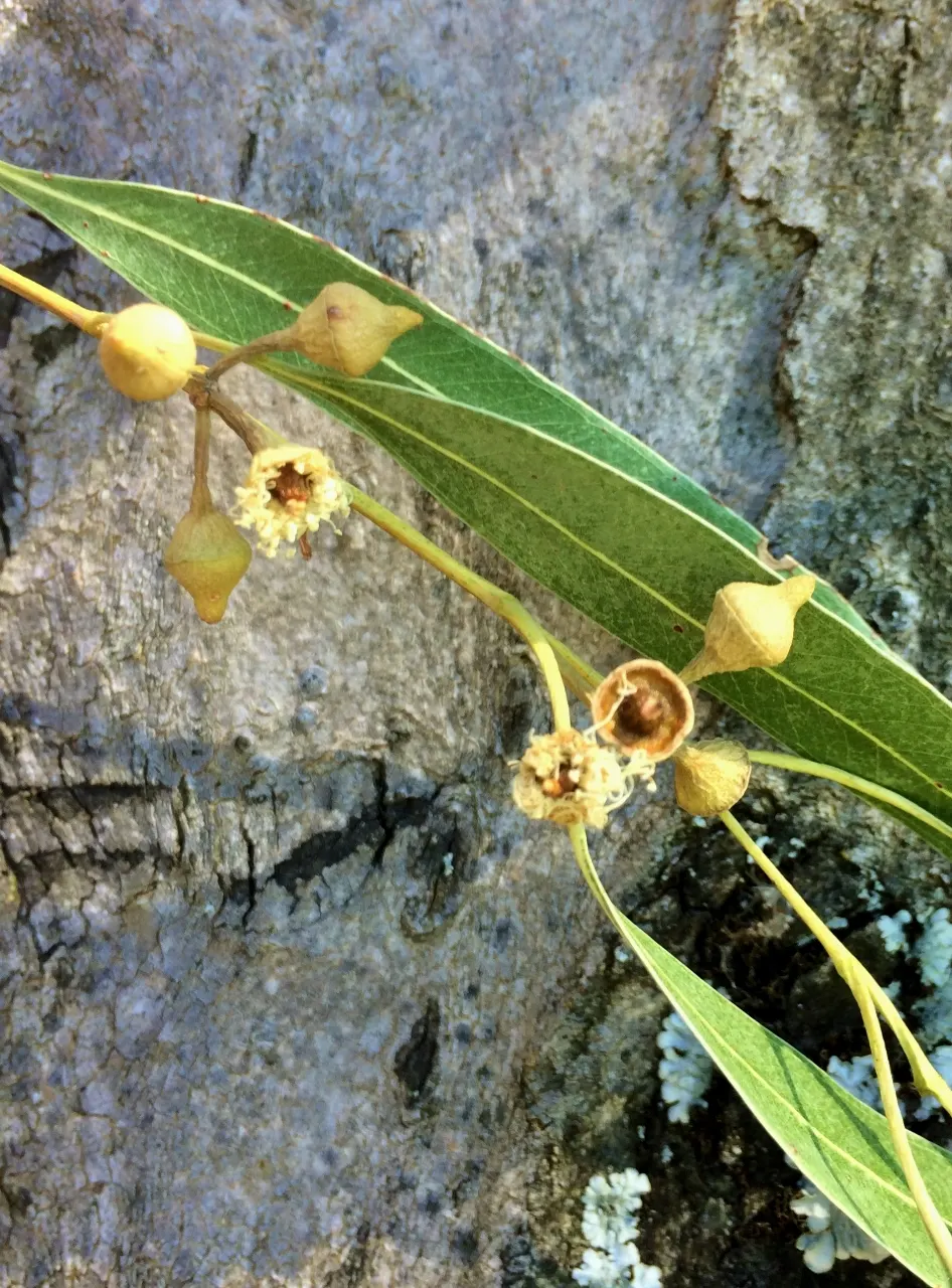 Red Gum (Eucalyptus Camaldulensis) — thus encouraging biodiversity within the garden.<br><br>For designers; adaptable to various soils, it thrives, image 61