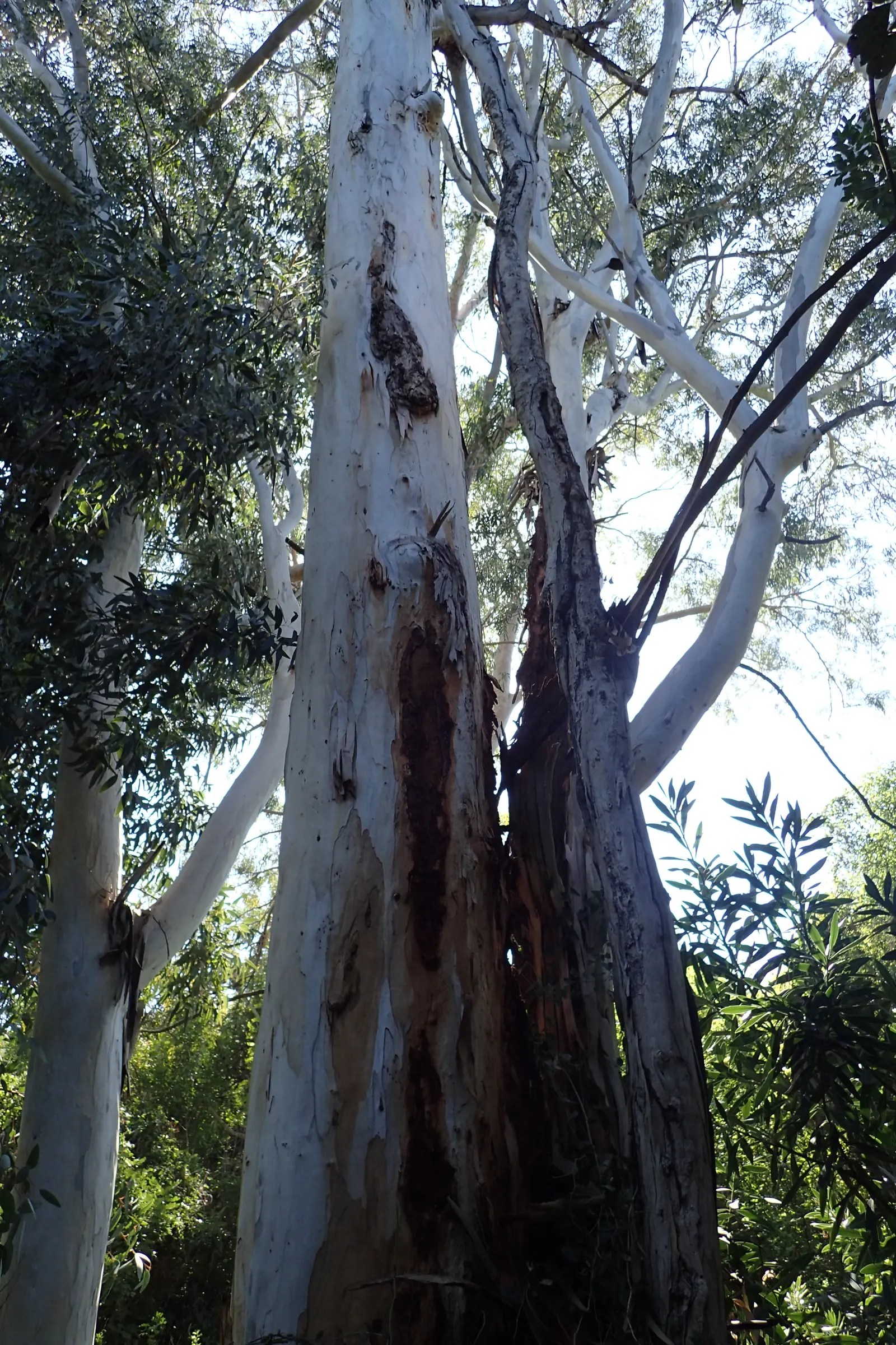 Red Gum (Eucalyptus Camaldulensis) — exhibiting a classic eucalyptus blue-green hue; adaptable to various soils, it thrives in full sun and, image 58