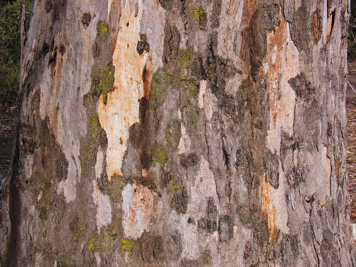 Red Gum (Eucalyptus Camaldulensis) — unmistakable bark peels away in strips to reveal a patchwork of grays; with a canopy spread of up to 80 feet