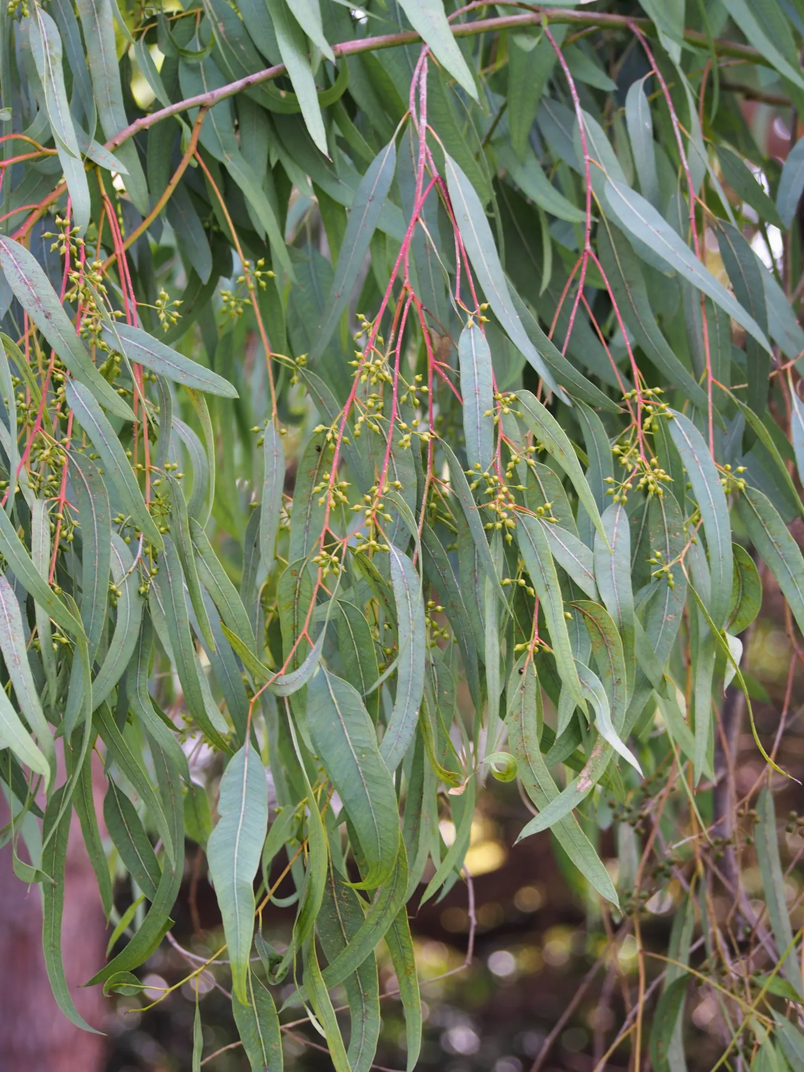 Red Gum (Eucalyptus Camaldulensis) — making it an exceptional choice for landscape designs seeking a blend of aesthetic appeal and practicality, image 93