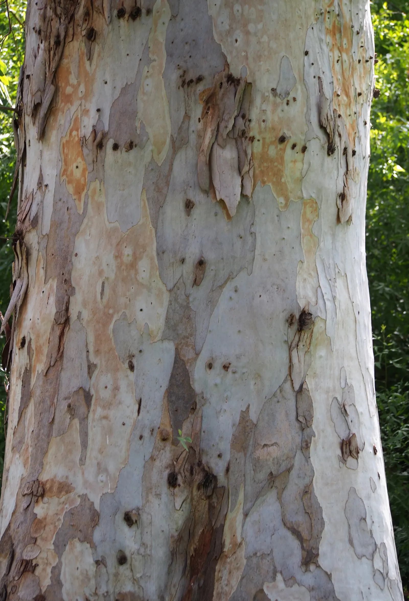Red Gum (Eucalyptus Camaldulensis) — Red Gums thrive in full sun and cope well with drought once established