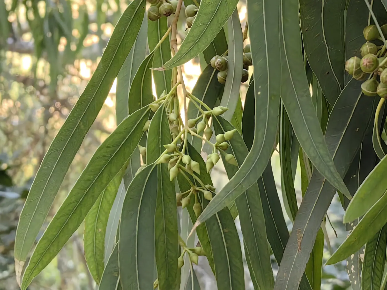 Red Gum (Eucalyptus Camaldulensis) — indicative of their Australian origins