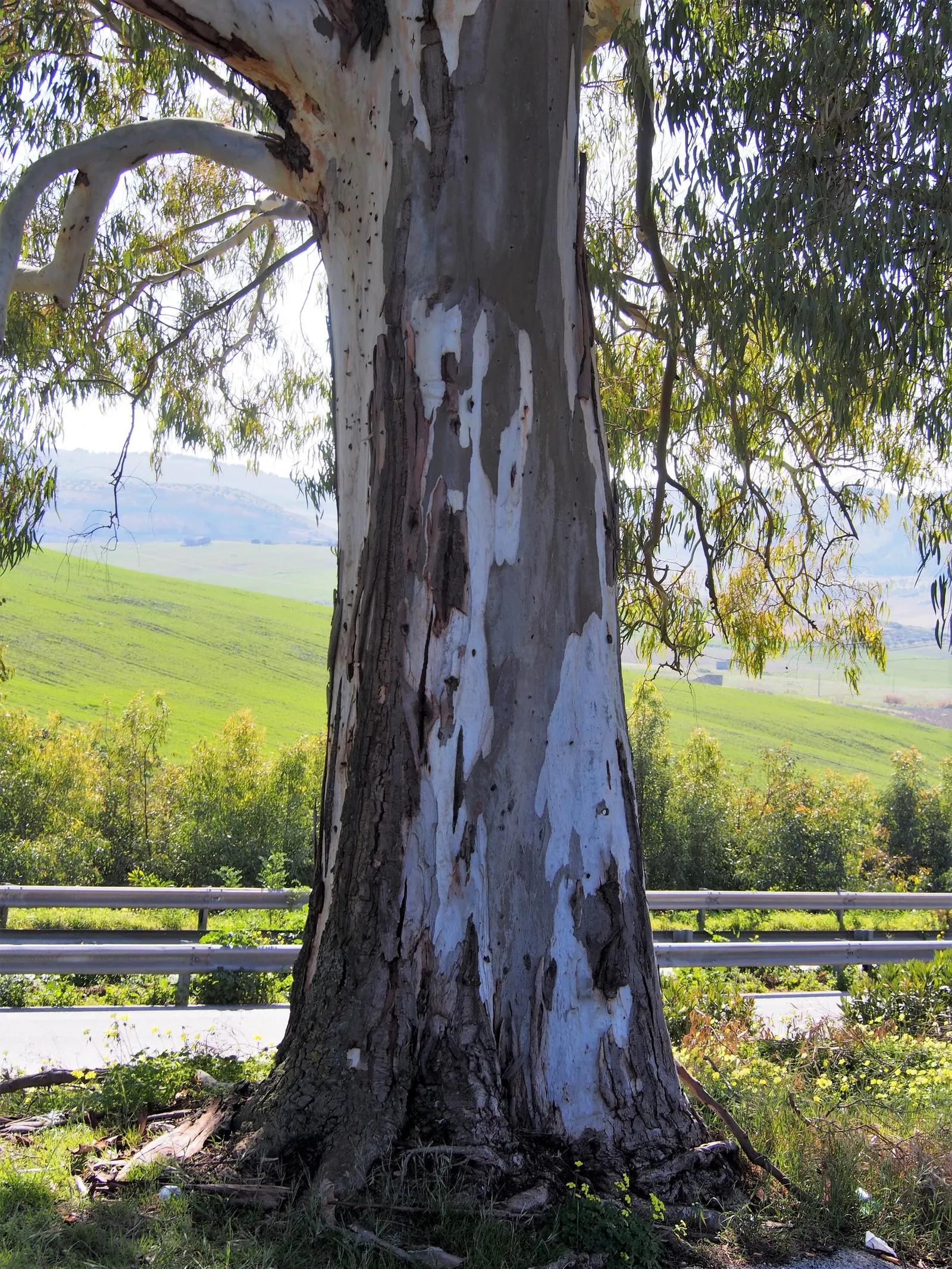 Red Gum (Eucalyptus Camaldulensis) — making it an exceptional choice for landscape designs seeking a blend of aesthetic appeal and practicality