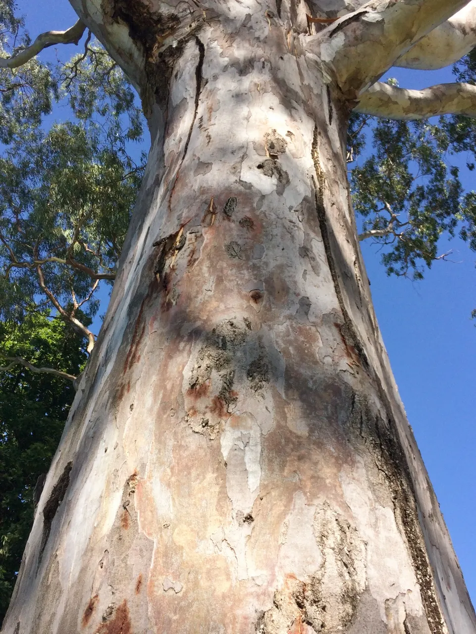 Red Gum (Eucalyptus Camaldulensis) — With its stately presence and seasonal interest; with a canopy spread of up to 80 feet, image 62