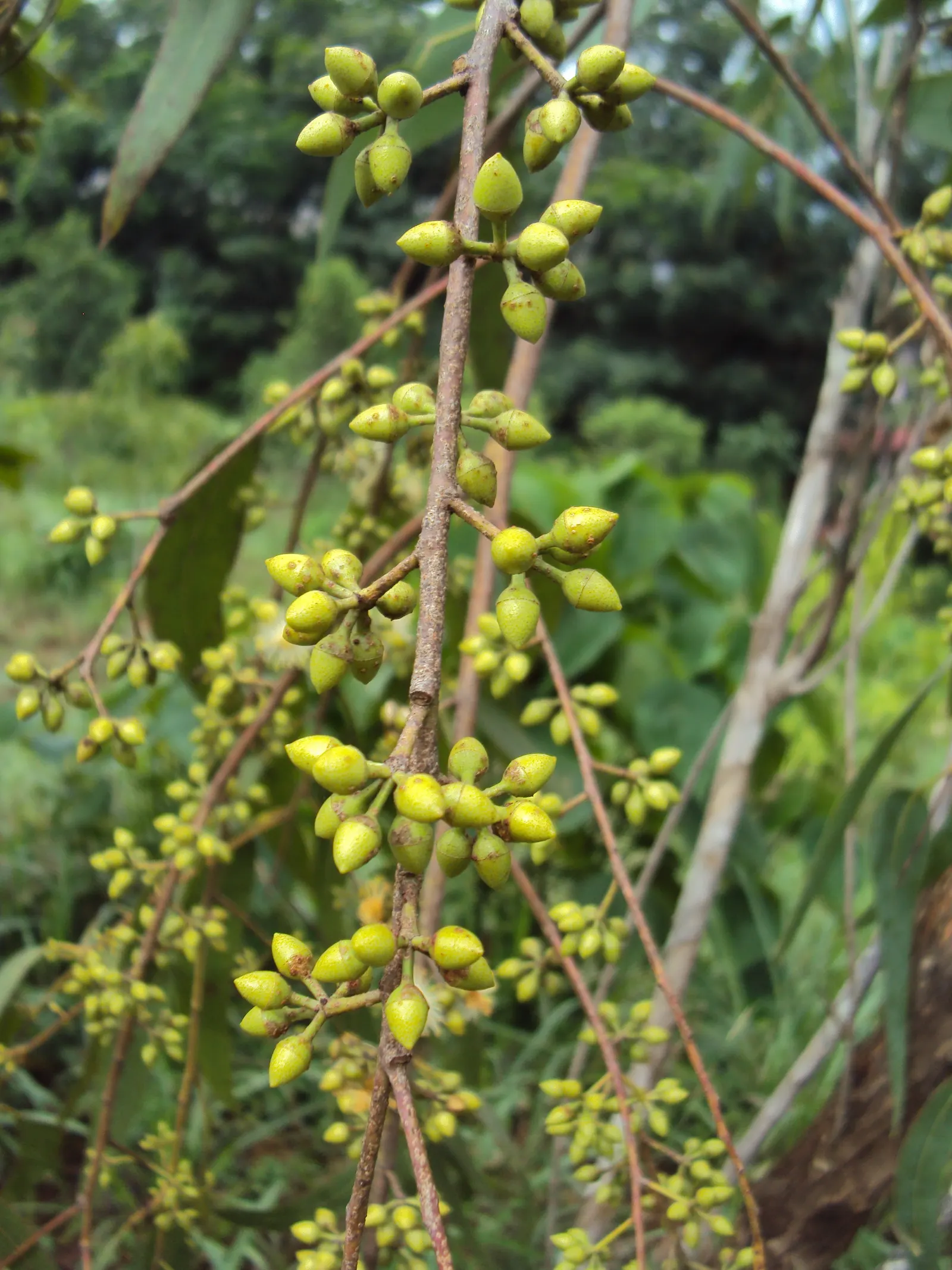 Red Gum (Eucalyptus Camaldulensis) — The lance-shaped leaves offer a refreshing eucalyptus scent, while its white flowers attract pollinators; with, image 68