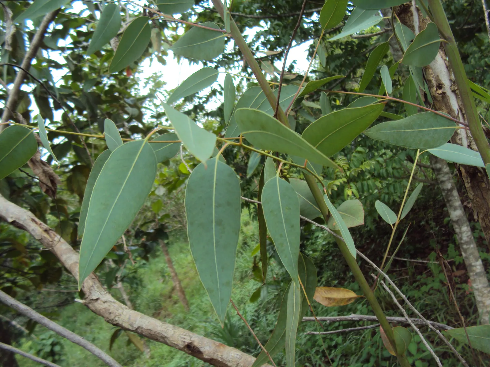 Red Gum (Eucalyptus Camaldulensis) — exhibiting a classic eucalyptus blue-green hue; adaptable to various soils, it thrives in full sun and, image 79