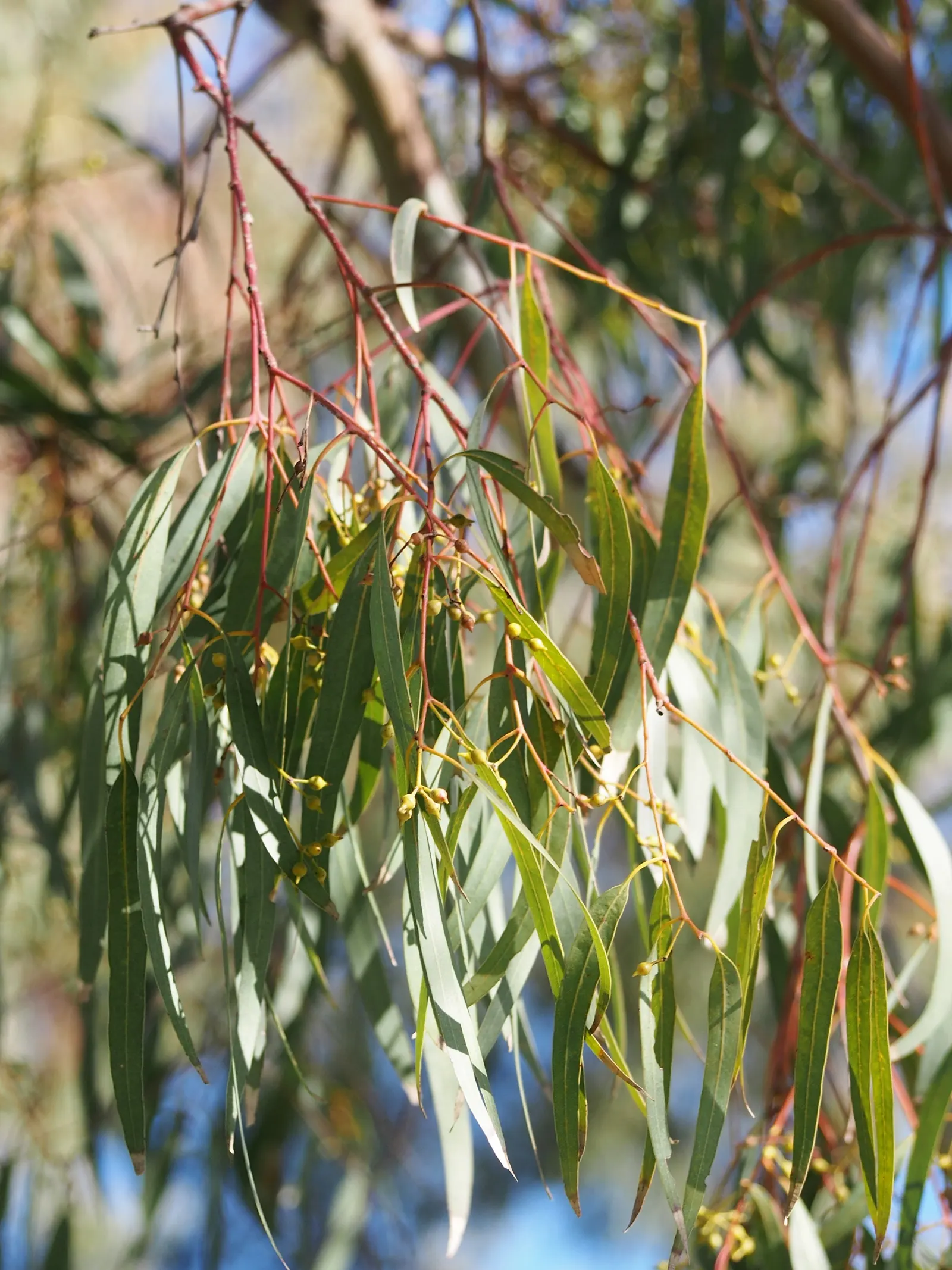 Red Gum (Eucalyptus Camaldulensis) — Requires ample space and minimal maintenance, ideal for expansive landscapes; offering a nectar-rich resource, image 90