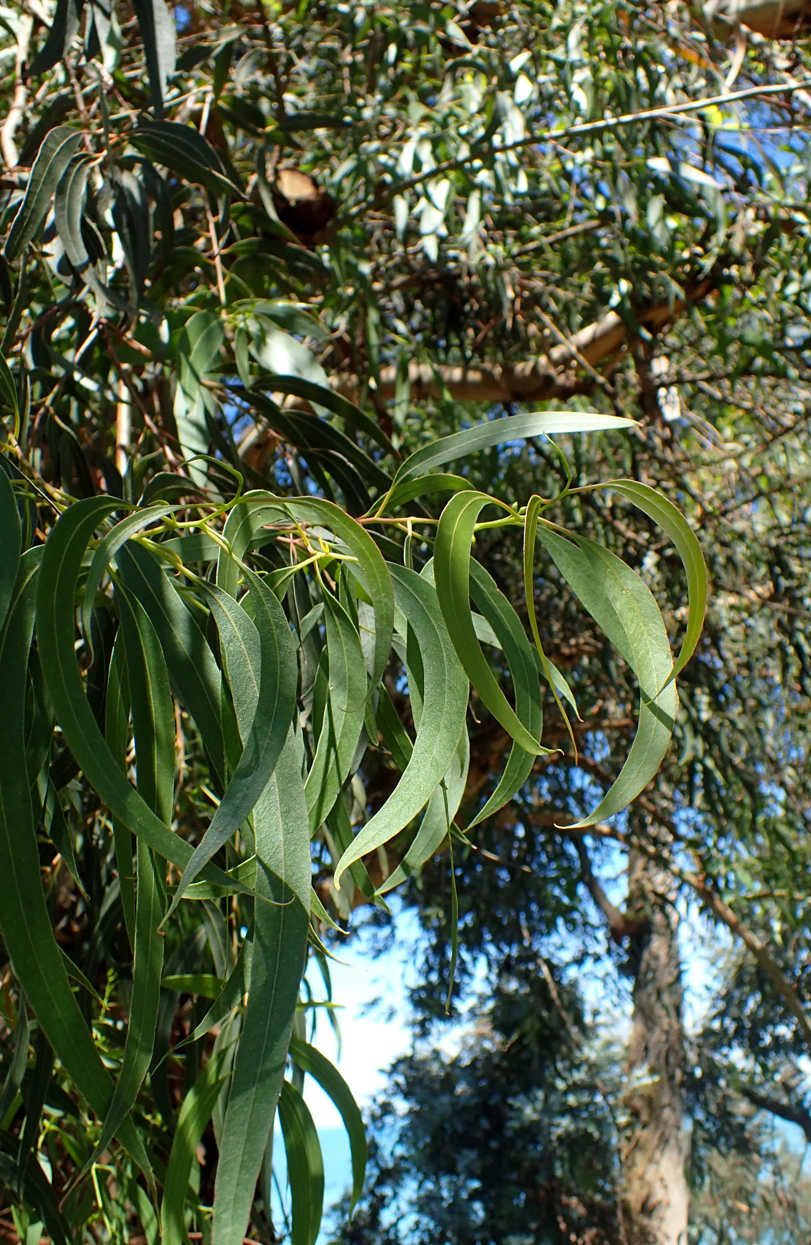 Red Gum (Eucalyptus Camaldulensis) — commonly known as Red Gum; adaptable to various soils, it thrives in full sun and provides excellent shade, image 64