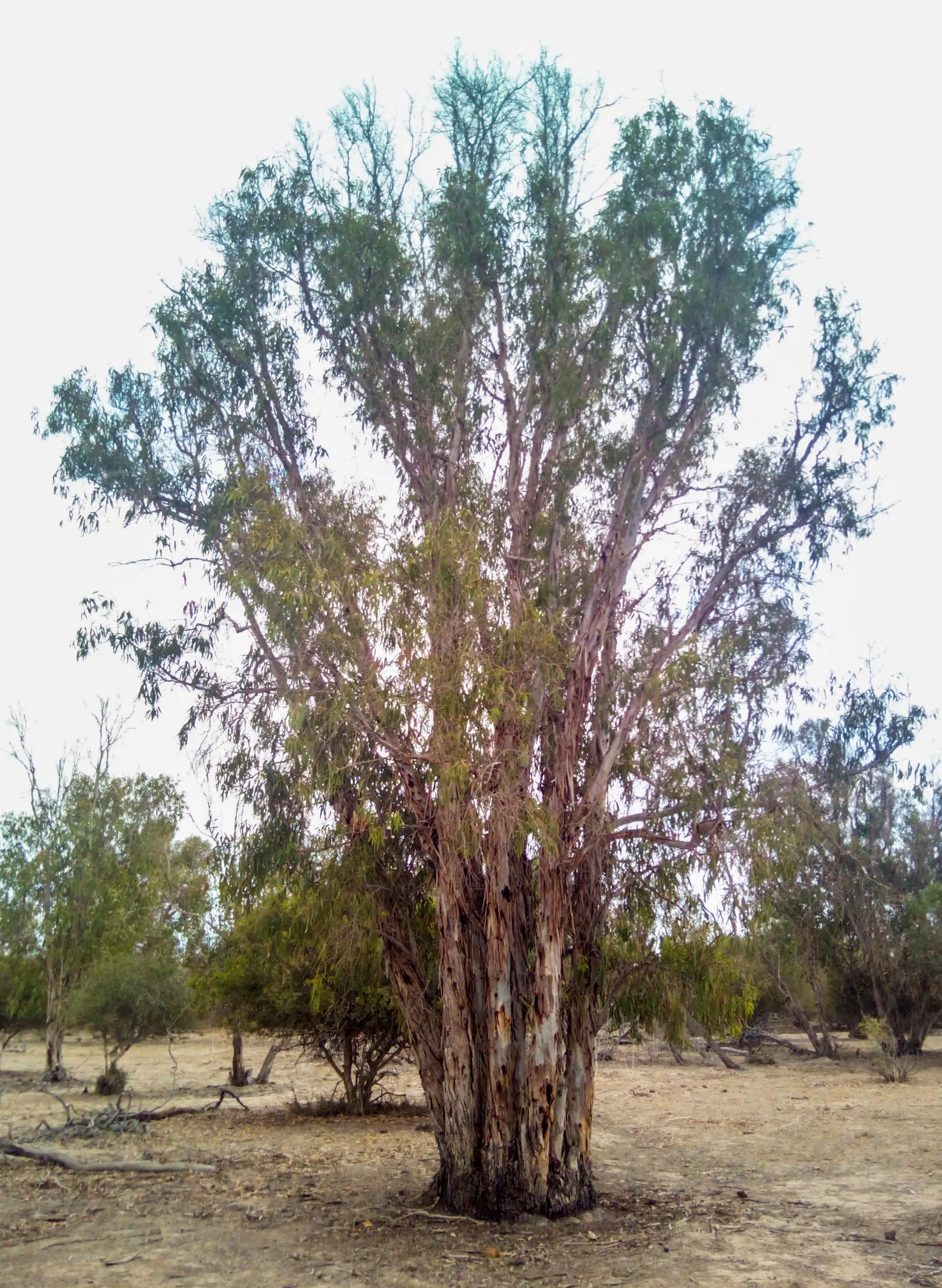 Red Gum (Eucalyptus Camaldulensis) — Its smooth, reddish-bark exfoliates in summer, revealing a striking, multi-hued surface; offering a, image 66