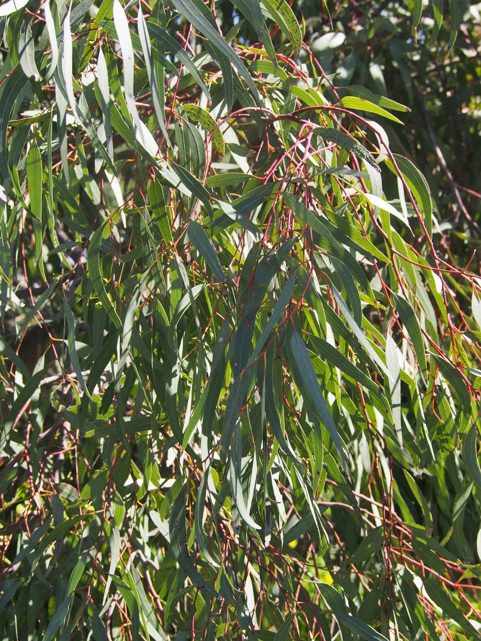 Red Gum (Eucalyptus Camaldulensis) — The lance-shaped leaves offer a refreshing eucalyptus scent, while its white flowers attract pollinators; with, image 89
