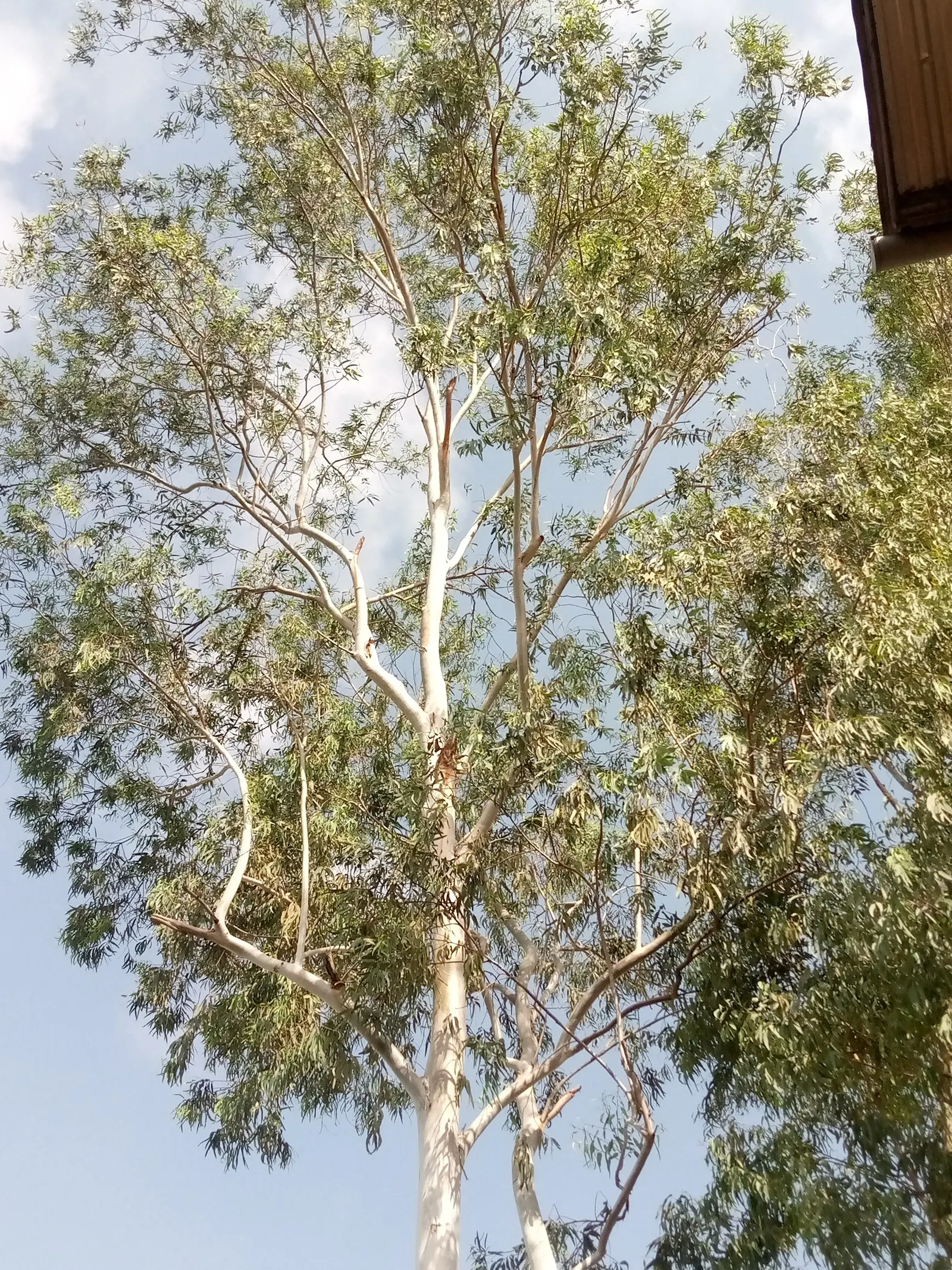 Red Gum (Eucalyptus Camaldulensis) — Its smooth, reddish-bark exfoliates in summer, revealing a striking, multi-hued surface; offering a, image 87
