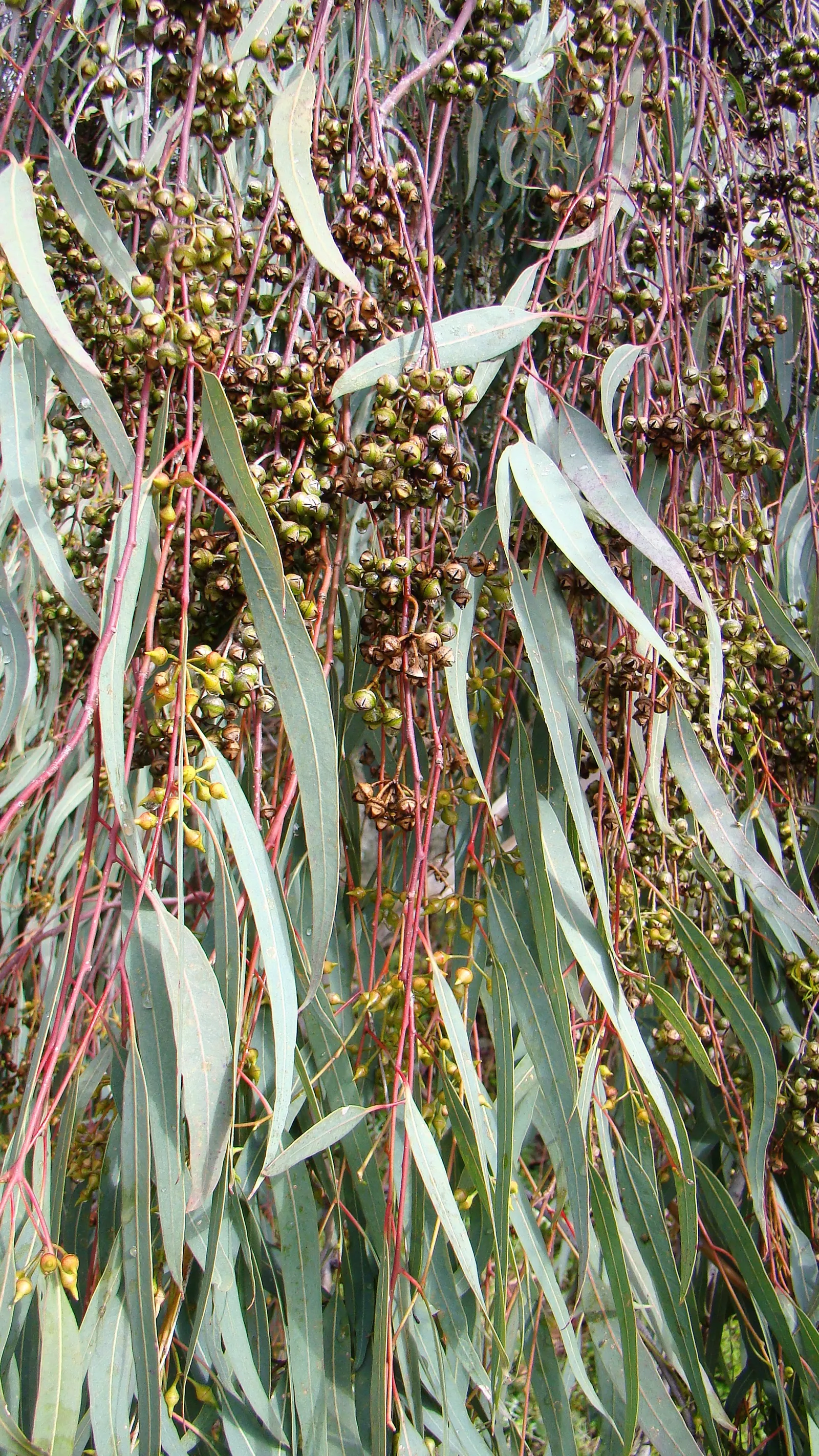Red Gum (Eucalyptus Camaldulensis) — the Red Gum blossoms with white to cream flowers; with a canopy spread of up to 80 feet, image 59
