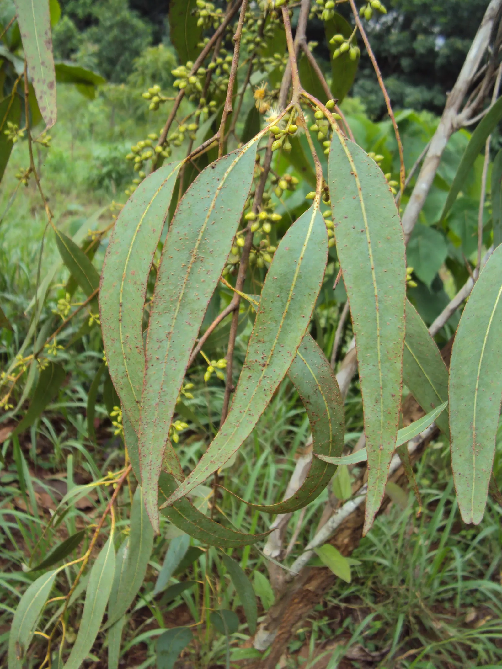 Red Gum (Eucalyptus Camaldulensis) — making it an exceptional choice for landscape designs seeking a blend of aesthetic appeal and practicality, image 72