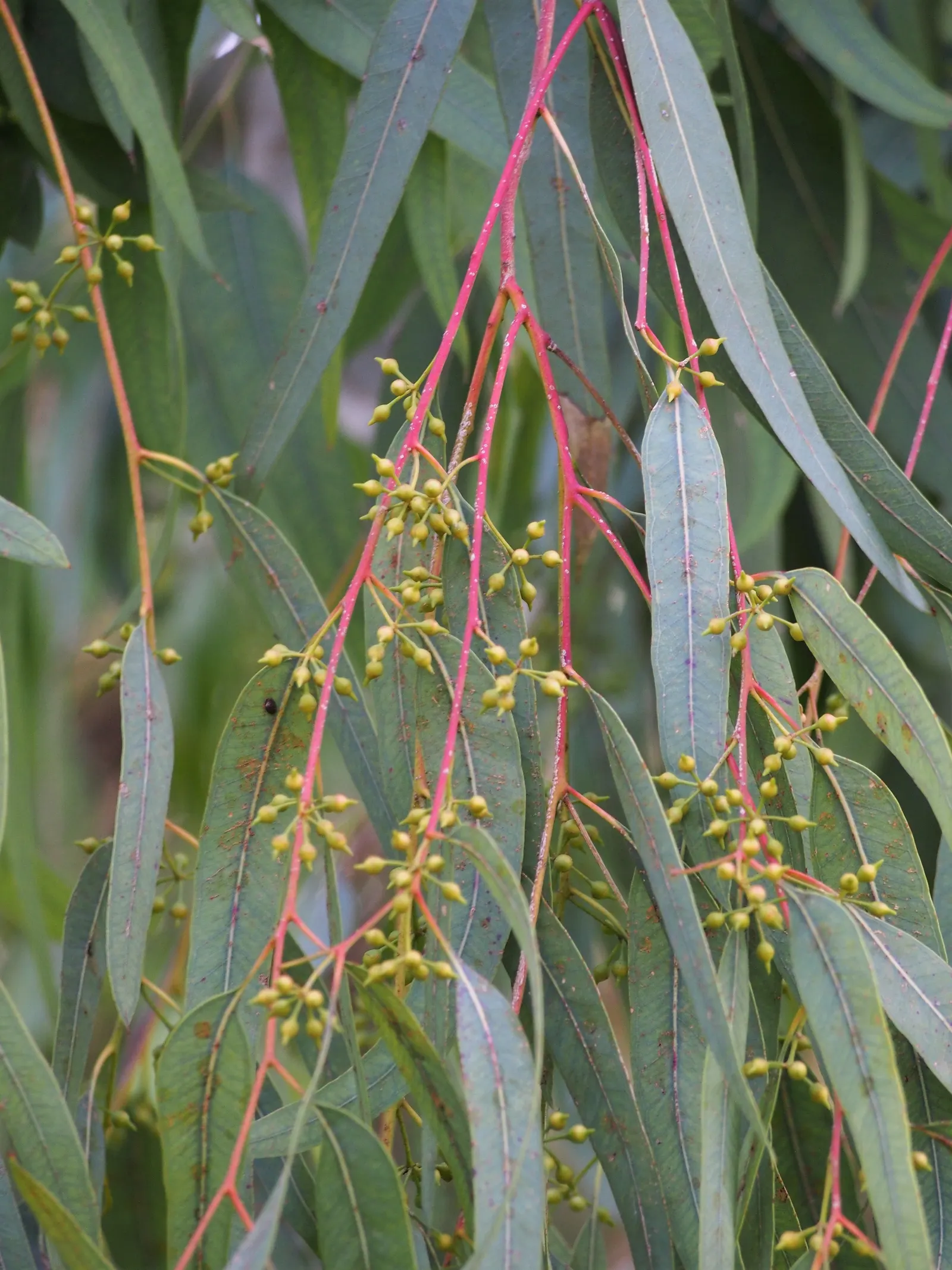 Red Gum (Eucalyptus Camaldulensis) — is an iconic Australian tree favored for its robust form and adaptability; with a canopy spread of up to 80, image 92