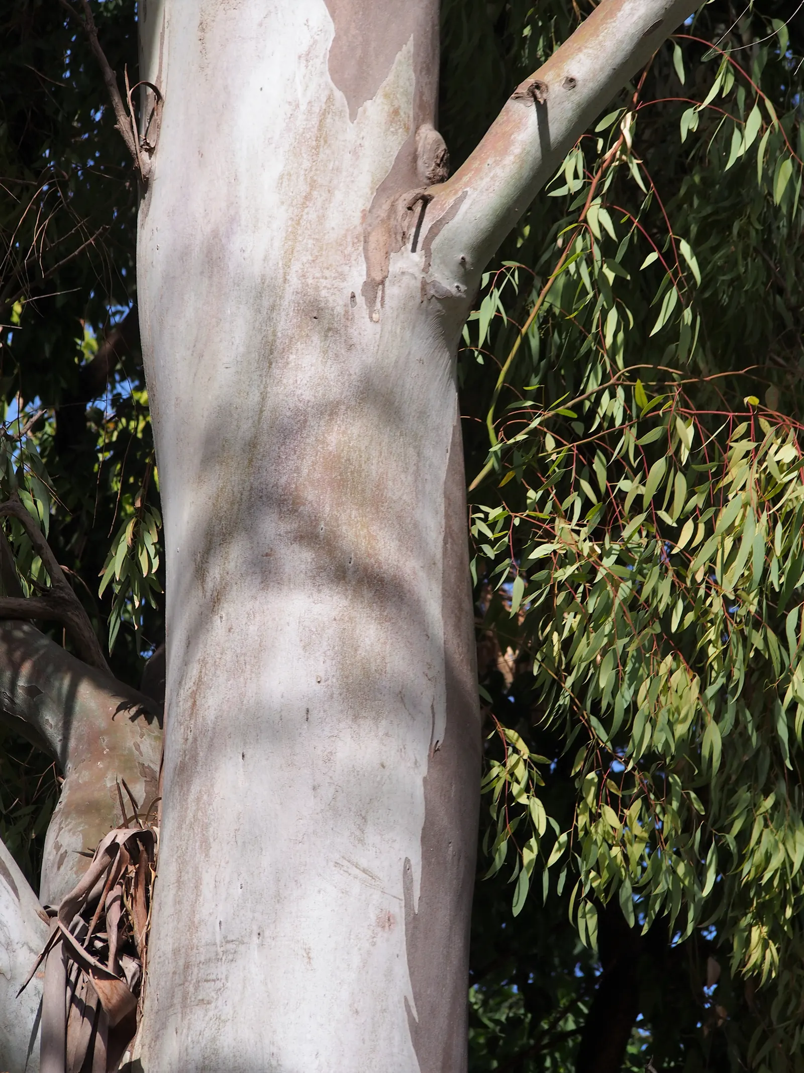 Red Gum (Eucalyptus Camaldulensis) — Growing to heights of 100-140 feet