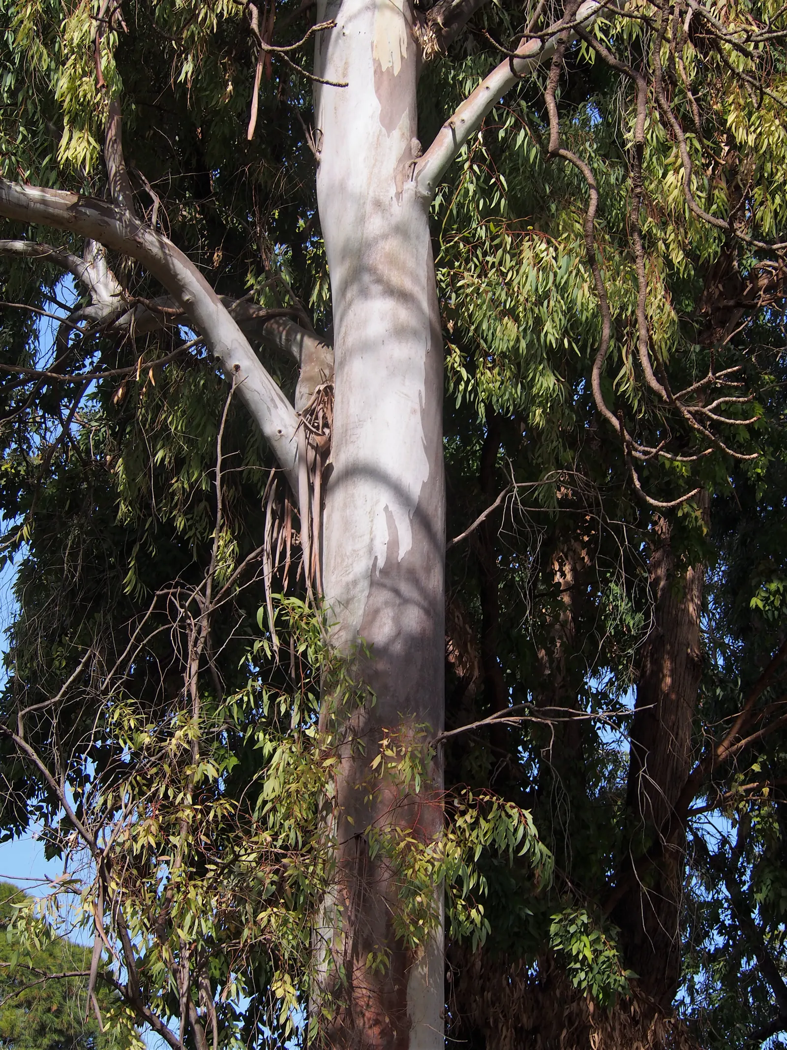 Red Gum (Eucalyptus Camaldulensis) — reaching up to 180 feet tall; with a canopy spread of up to 80 feet, image 86