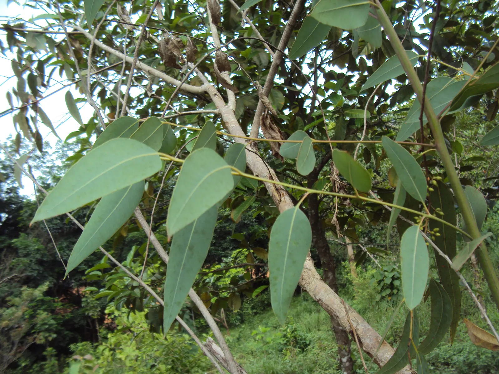 Red Gum (Eucalyptus Camaldulensis) — commonly known as Red Gum; adaptable to various soils, it thrives in full sun and provides excellent shade, image 85