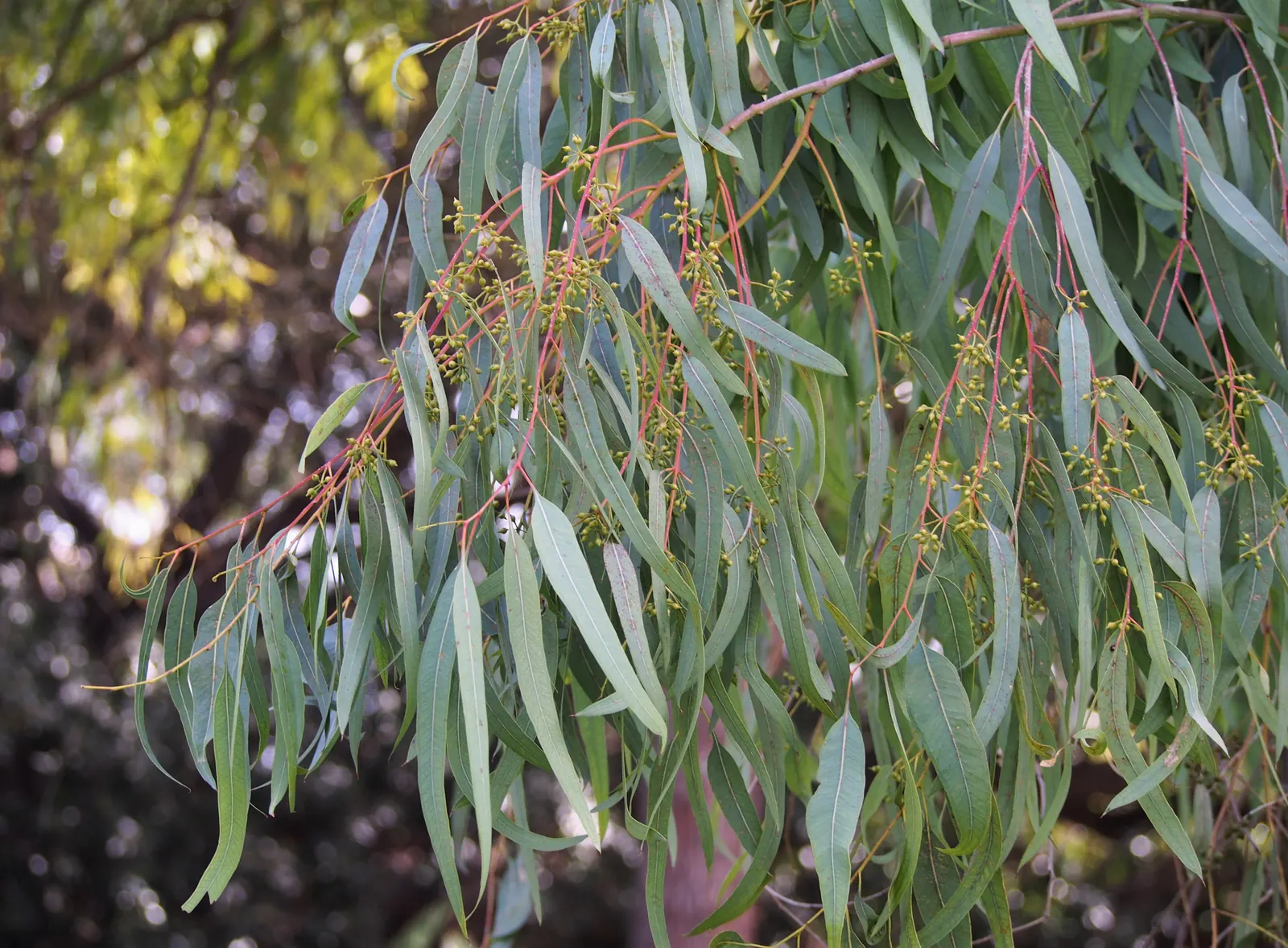 Red Gum (Eucalyptus Camaldulensis) — commonly known as the Red Gum; adaptable to various soils, it thrives in full sun and provides excellent shade, image 91