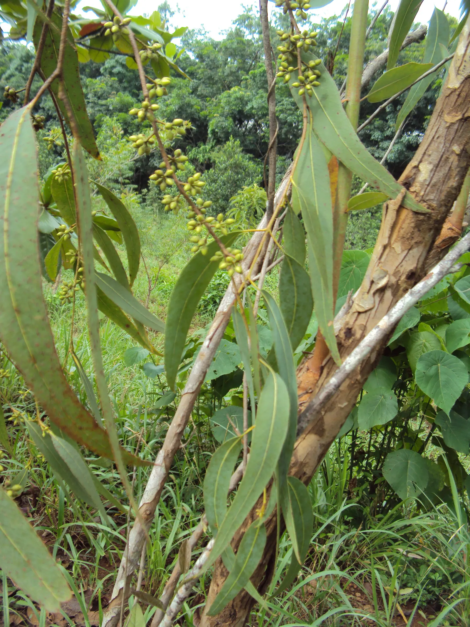 Red Gum (Eucalyptus Camaldulensis) — commonly known as the Red Gum; adaptable to various soils, it thrives in full sun and provides excellent shade, image 70