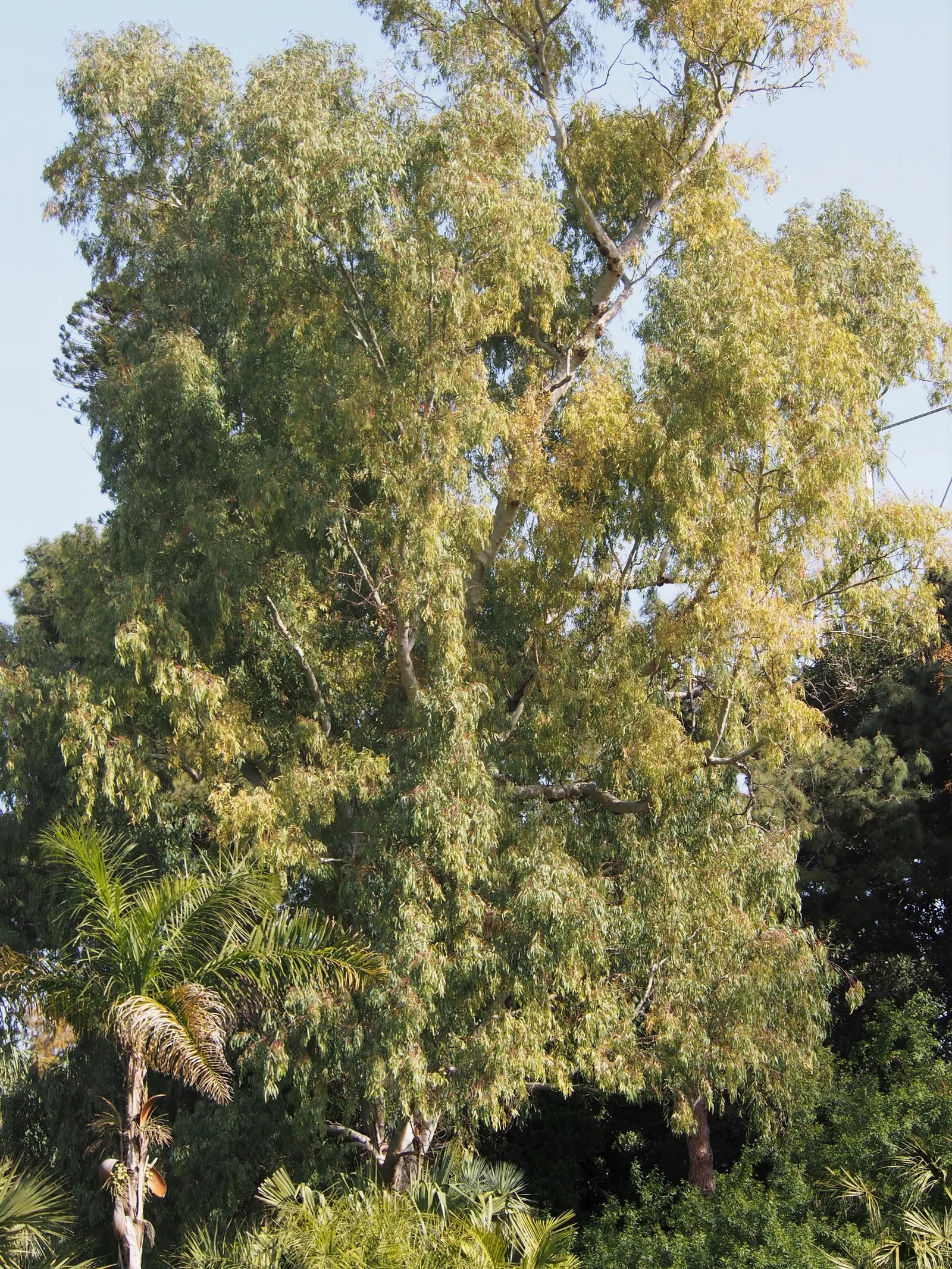 Red Gum (Eucalyptus Camaldulensis) — and reddish-browns beneath; offering a nectar-rich resource for local fauna, image 78