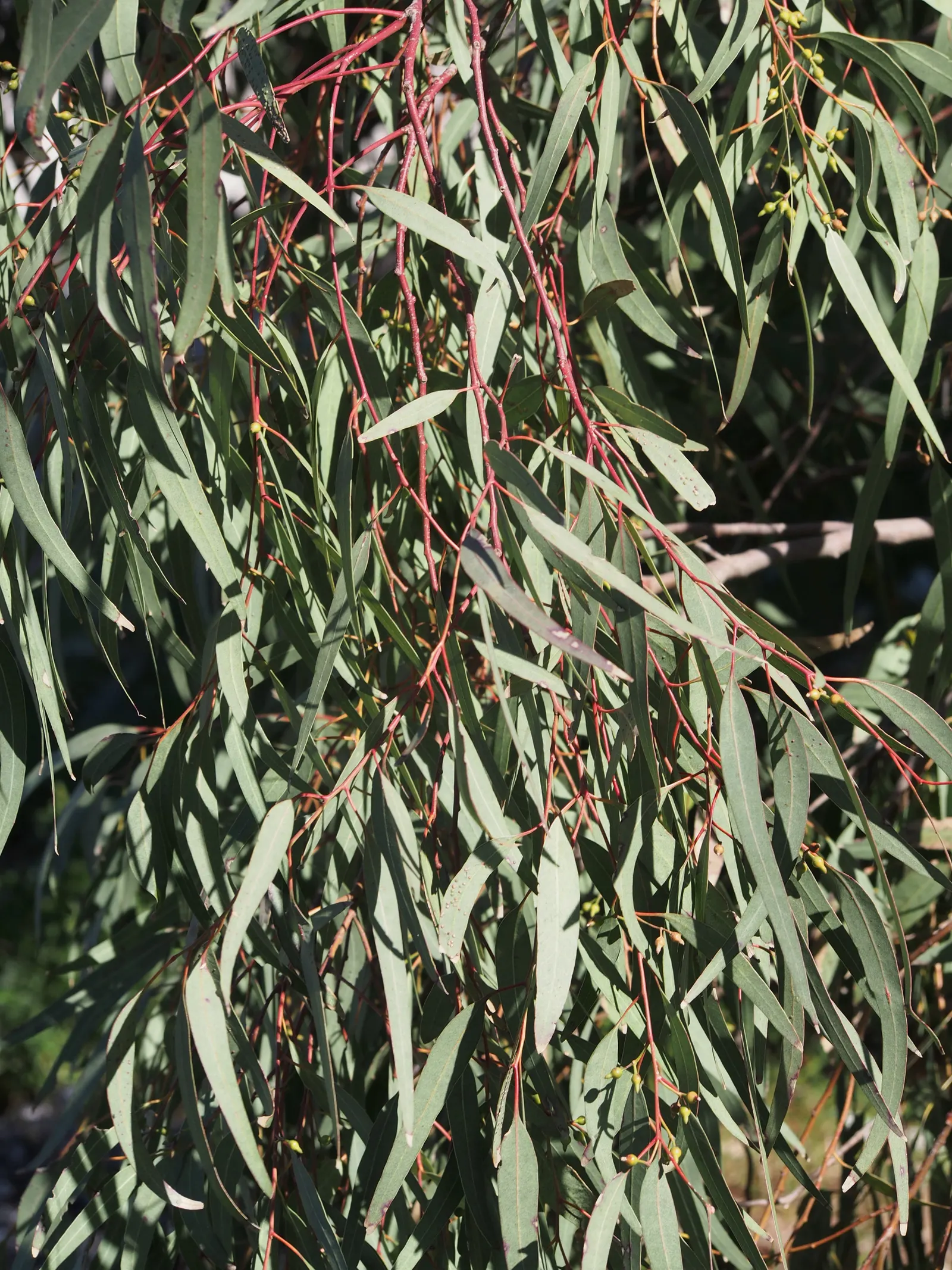Red Gum (Eucalyptus Camaldulensis) — tree for full; offering a nectar-rich resource for local fauna, image 84