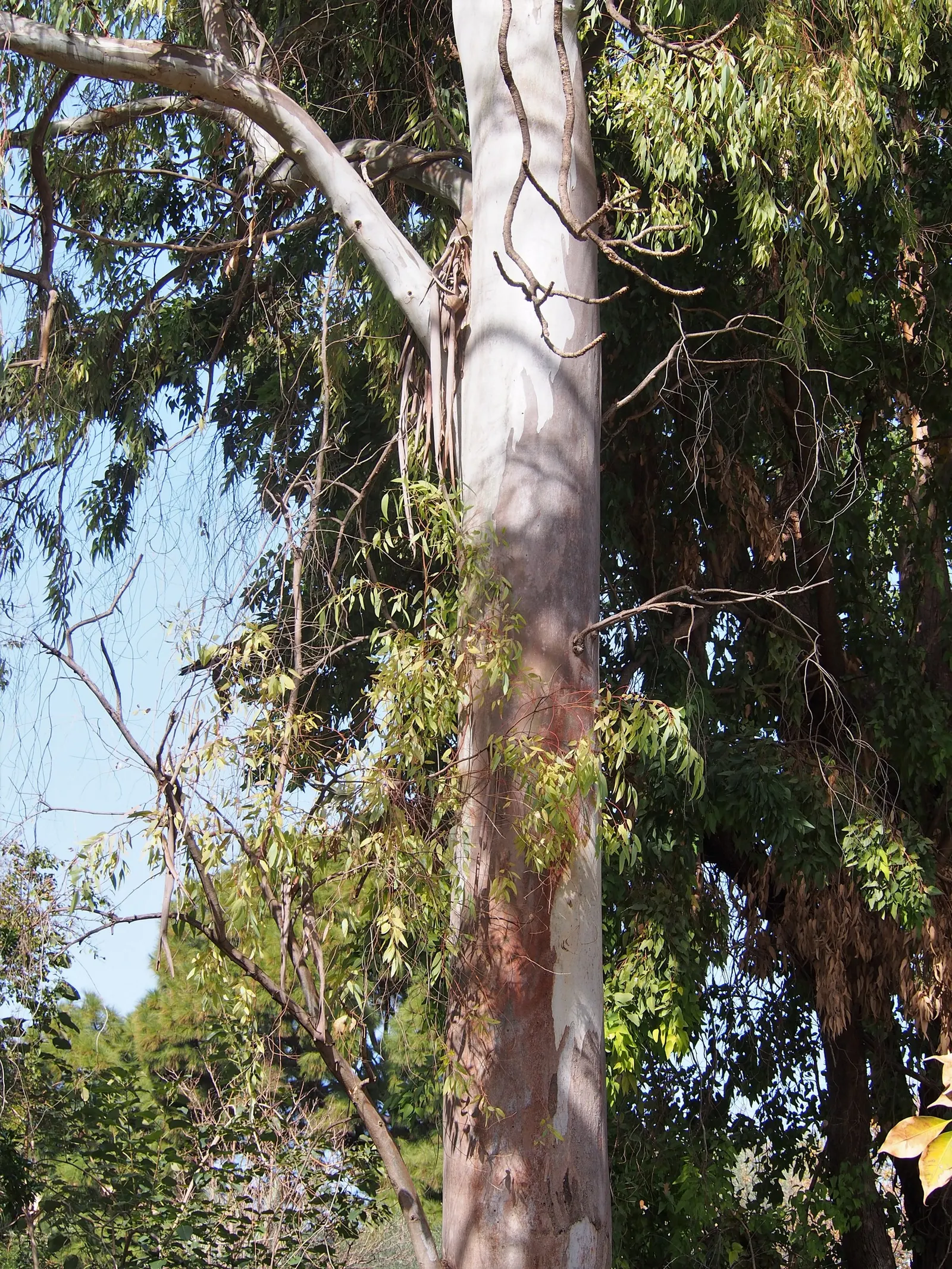 Red Gum (Eucalyptus Camaldulensis) — with a canopy spread of up to 80 feet