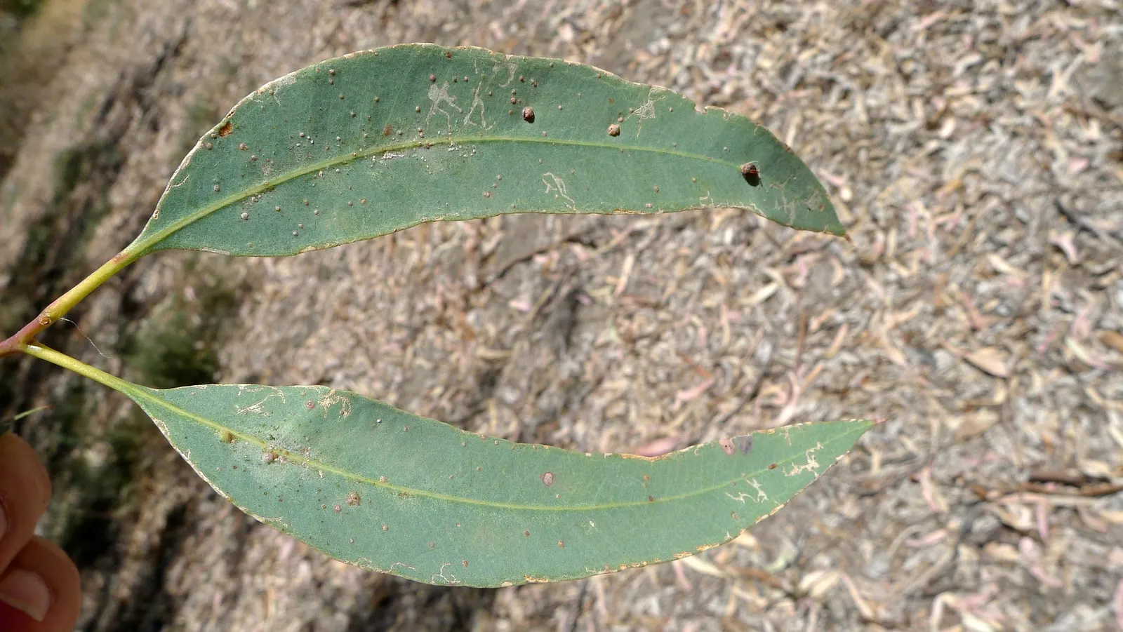 Red Gum (Eucalyptus Camaldulensis) — the Red Gum blossoms with white to cream flowers; with a canopy spread of up to 80 feet, image 80